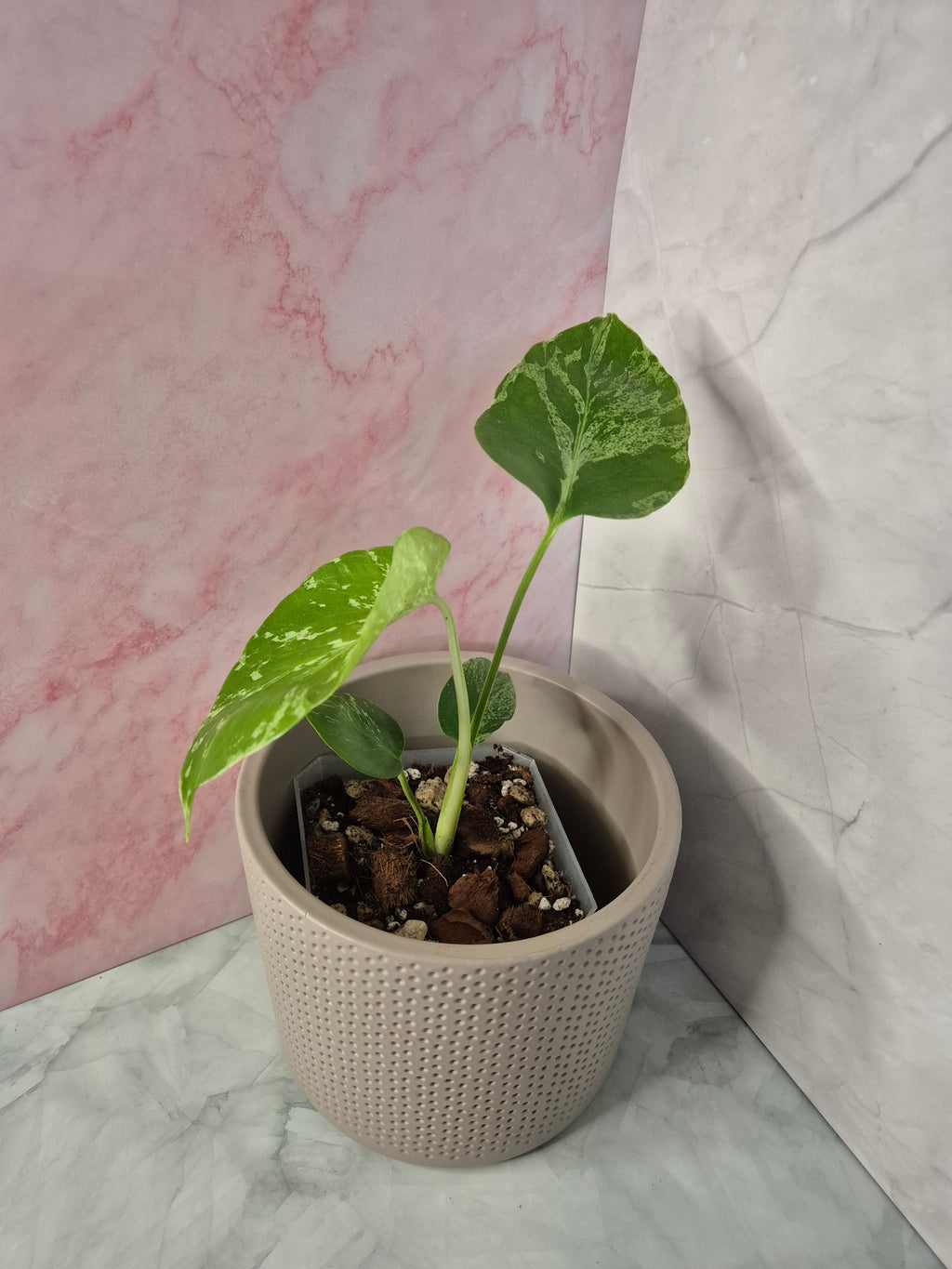 Monstera Deliciosa Bulbasaur #4