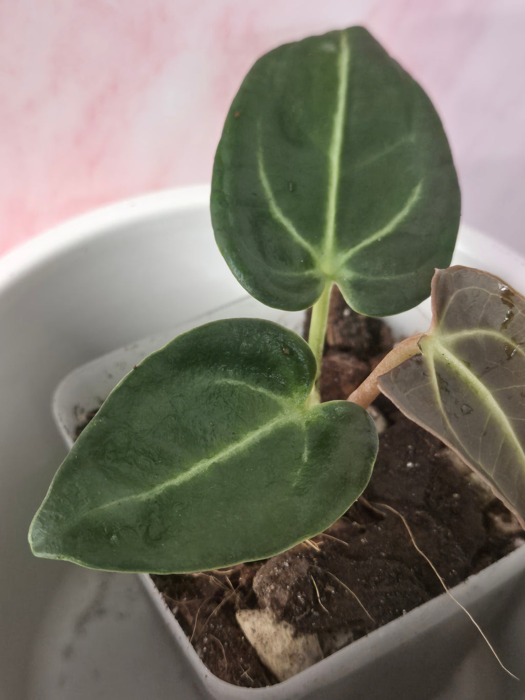 Anthurium Regale #13