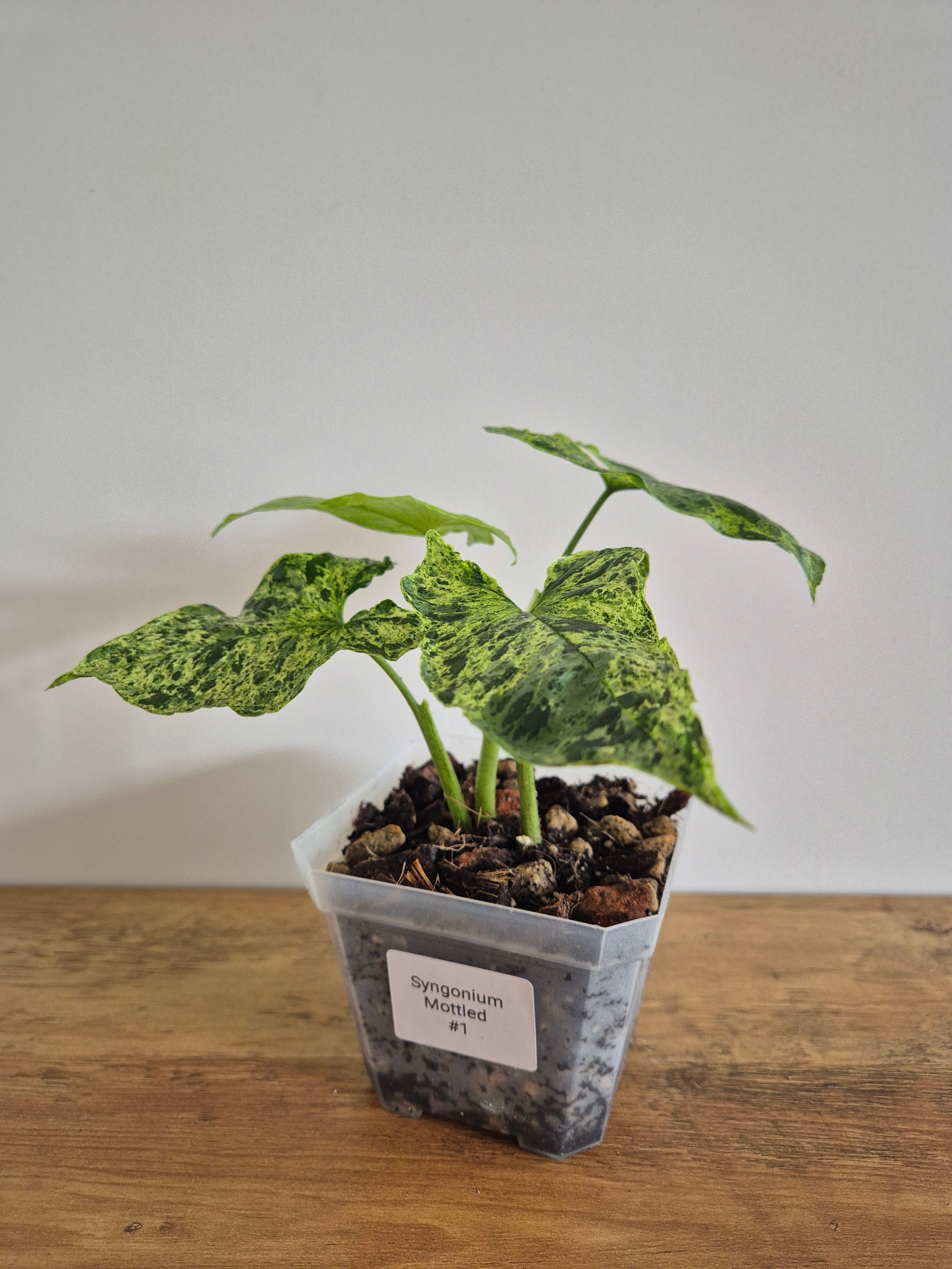 Syngonium Mottled #1