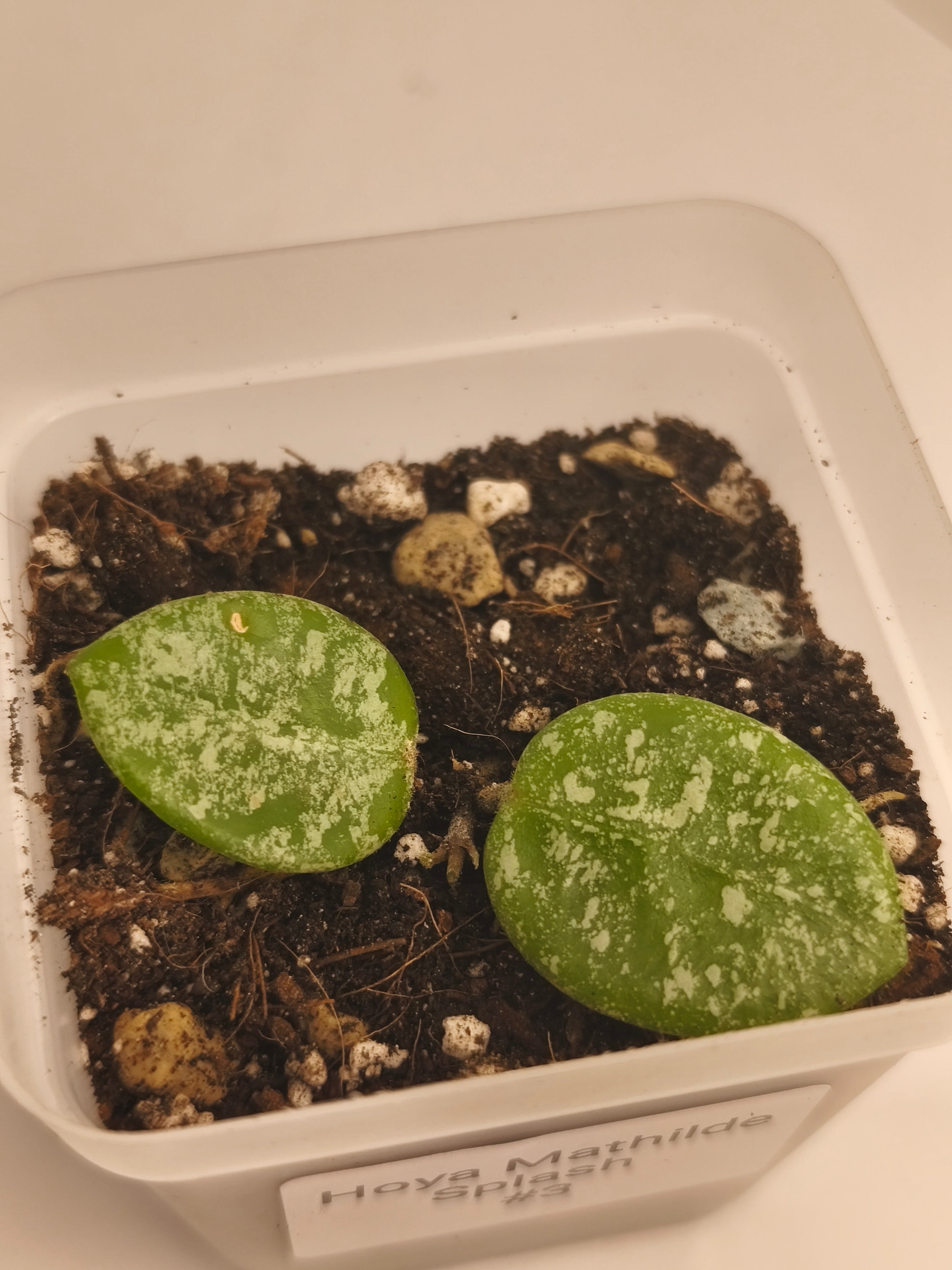 Hoya Mathilde Splash #3