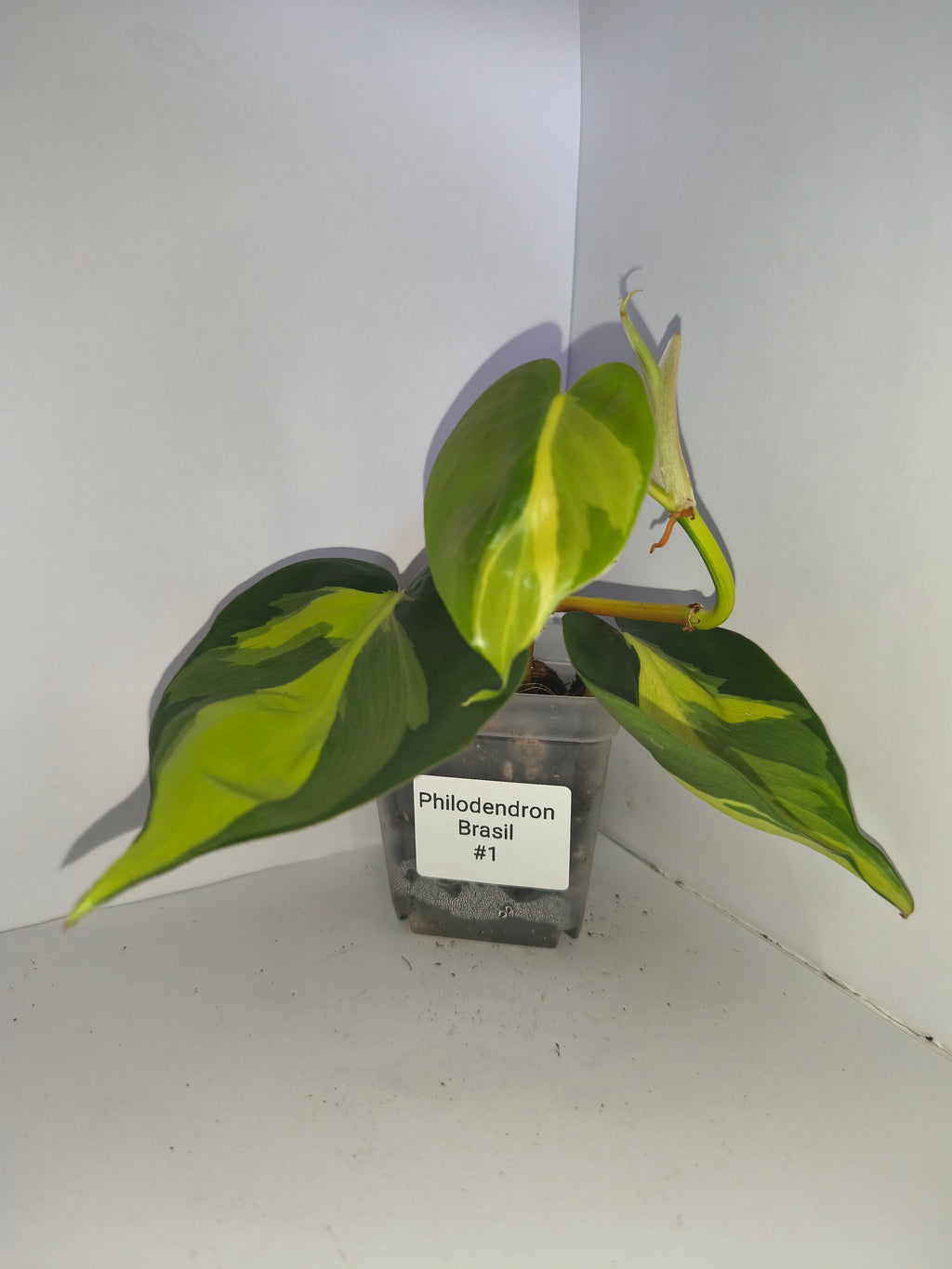 Philodendron Brasil #1