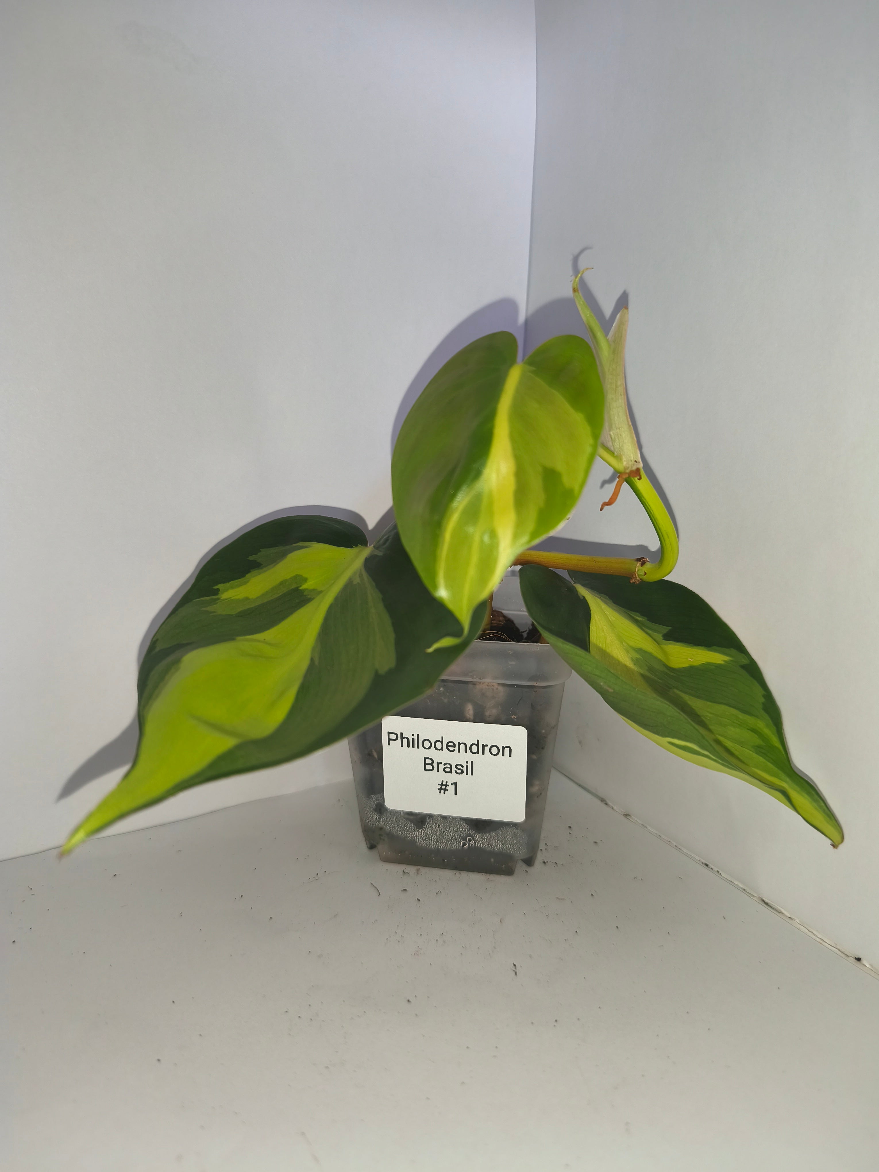 Philodendron Brasil #1