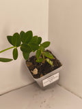 Hoya Cumingiana #1
