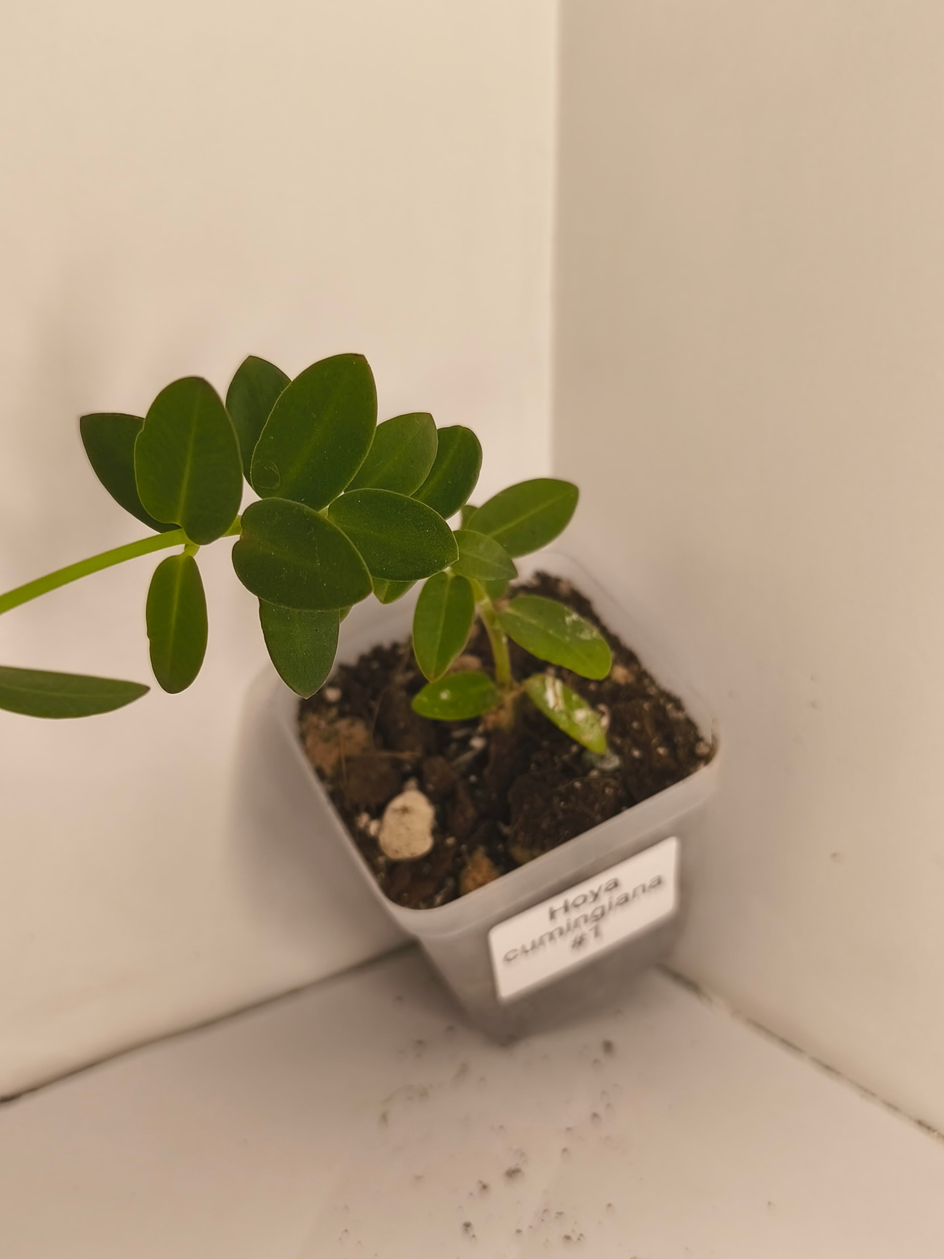 Hoya Cumingiana #1