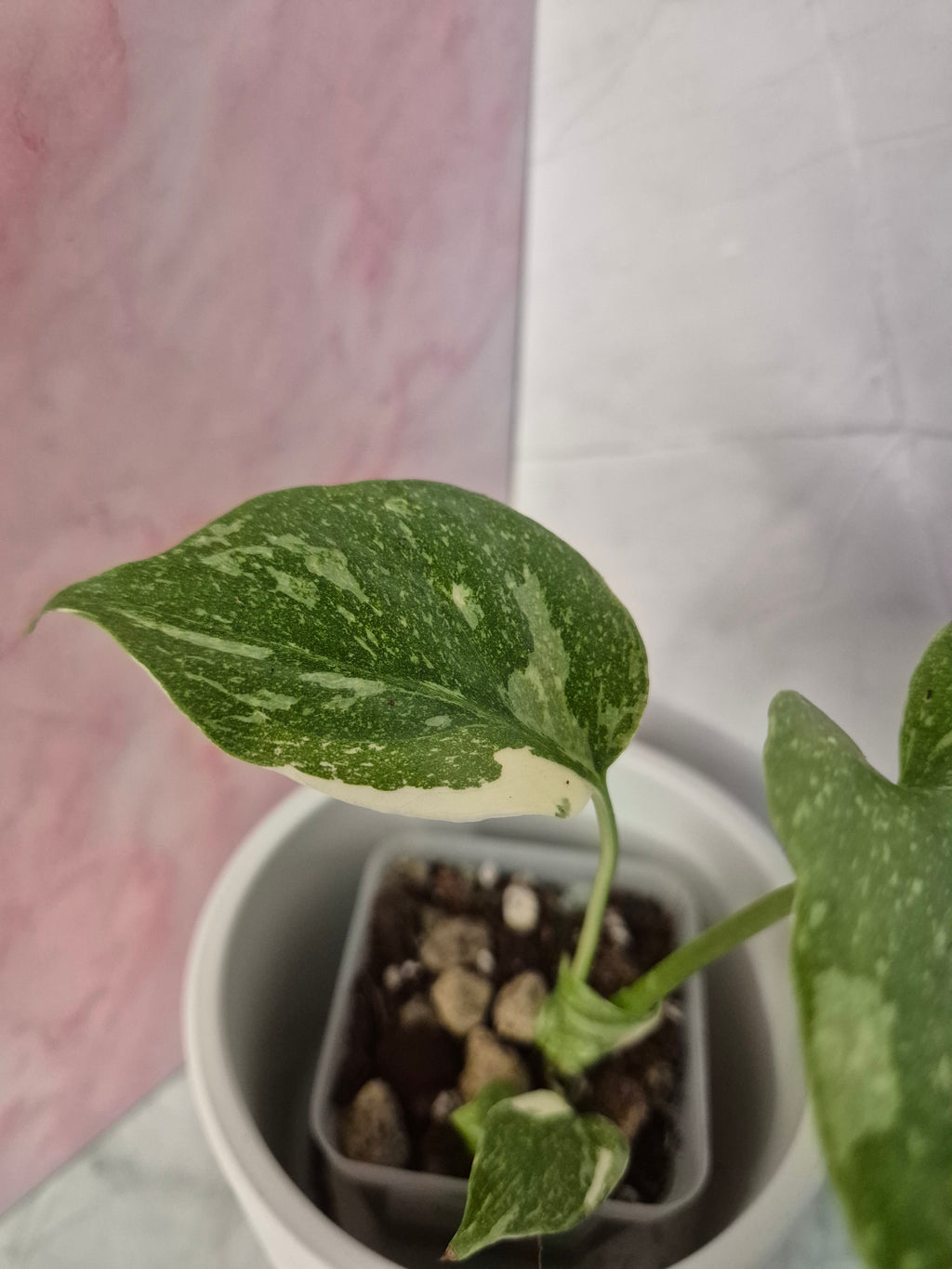 Monstera Thai Constellation #1
