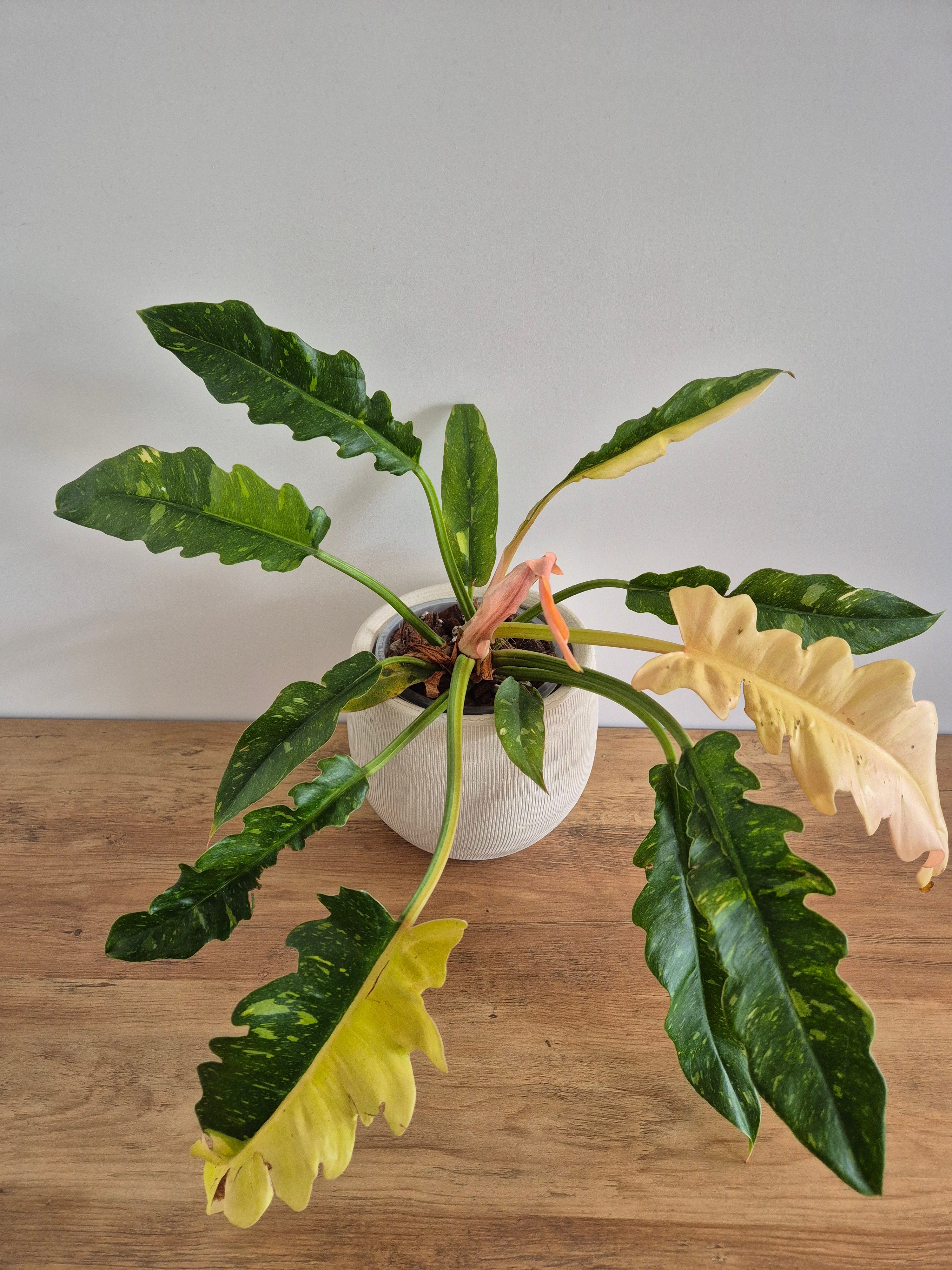 Philodendron Ring of Fire #2