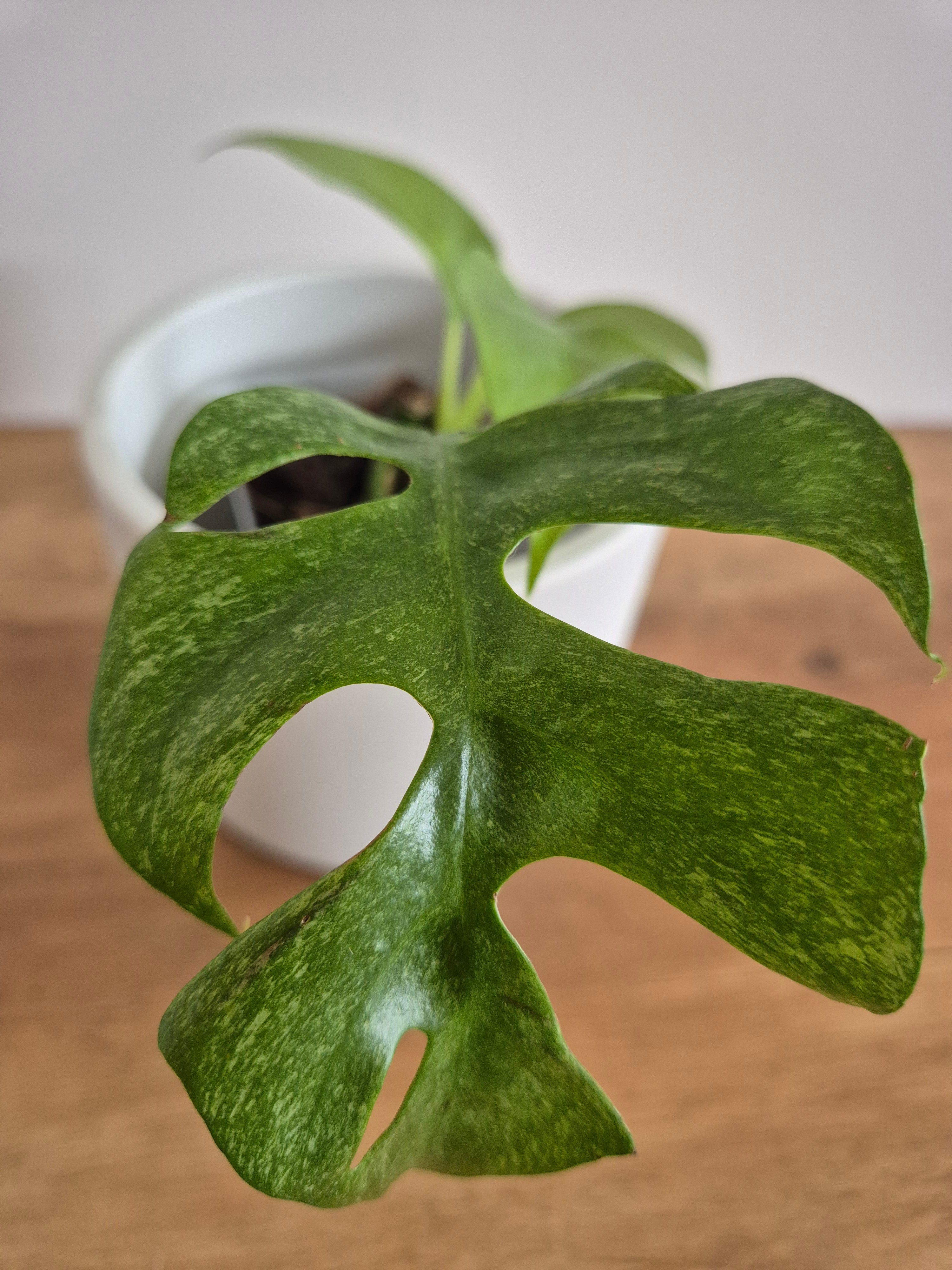 Monstera Minima #2 (Rhaphidophora Tetrasperma)