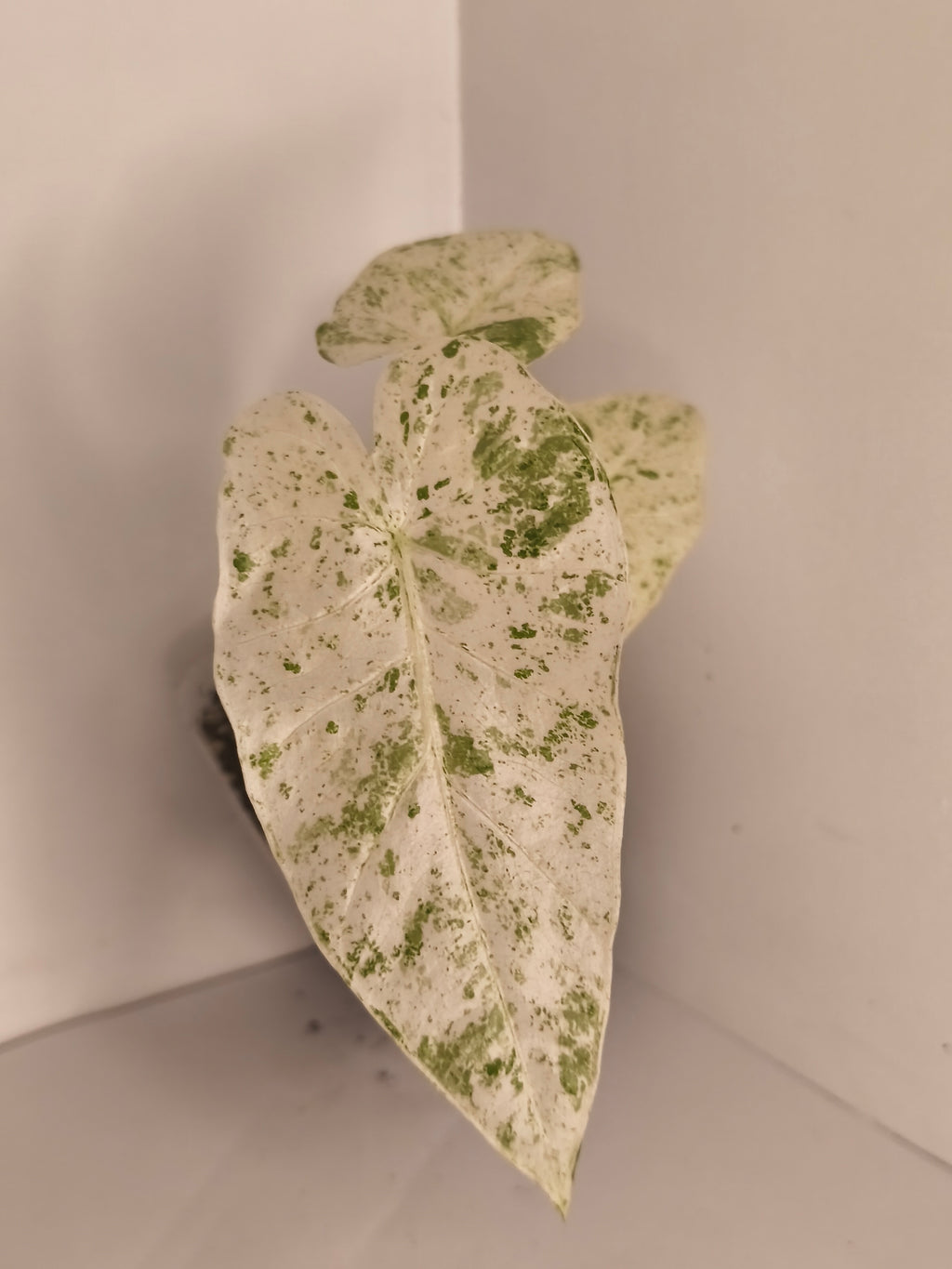 Alocasia Macrorrhiza Splash #7