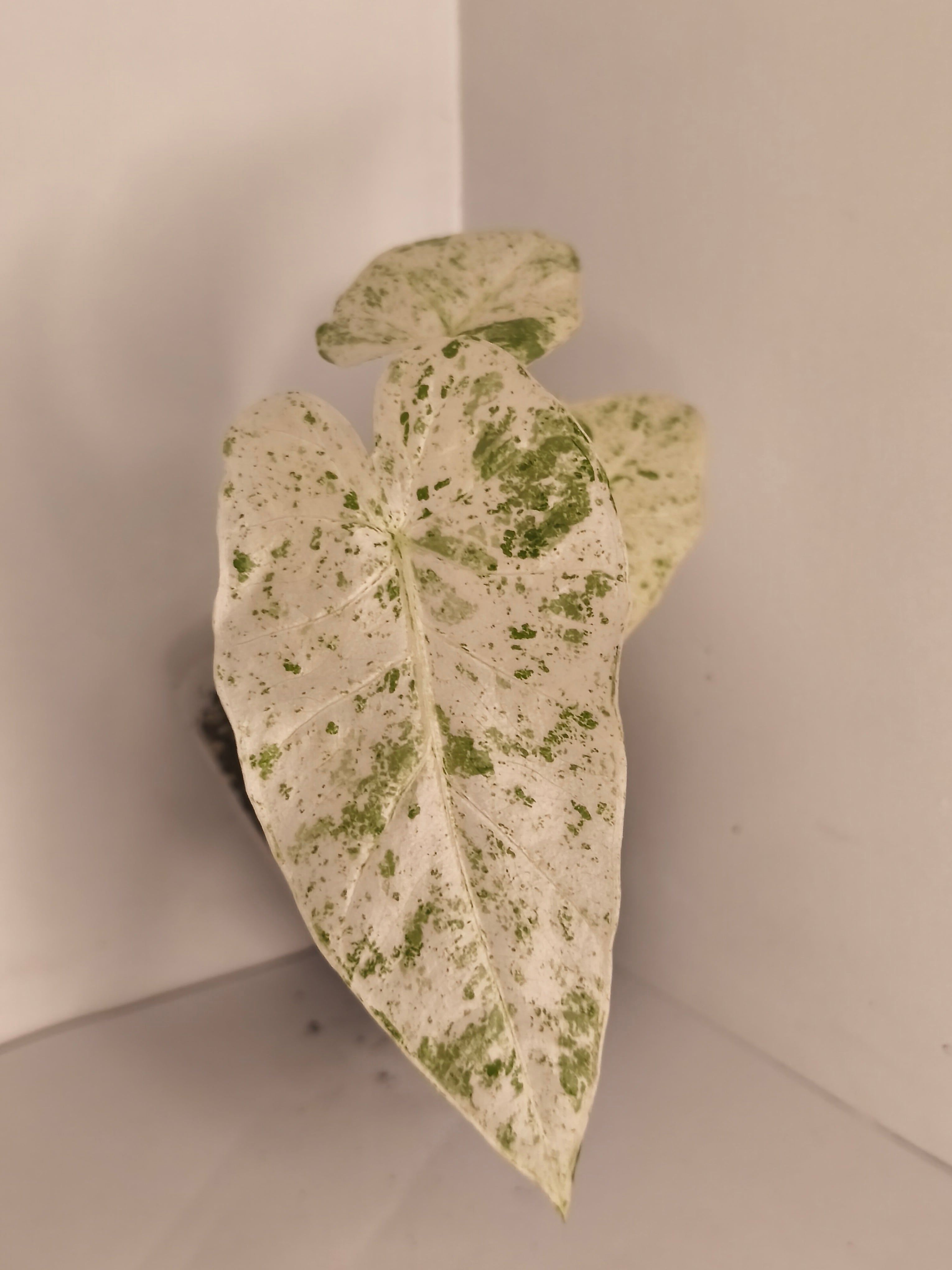Alocasia Macrorrhiza Splash #7