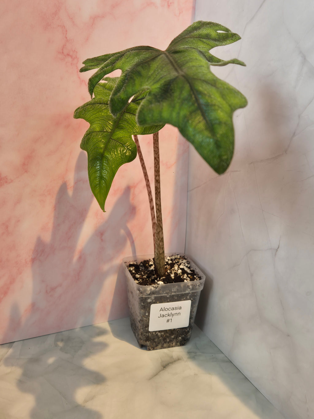 Alocasia Jacklyn #1