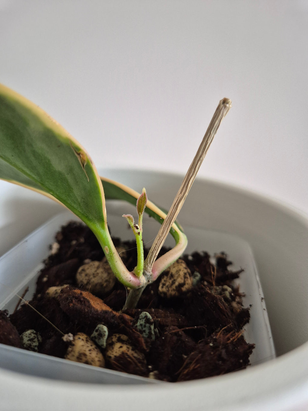 Hoya Australis Variegated #7