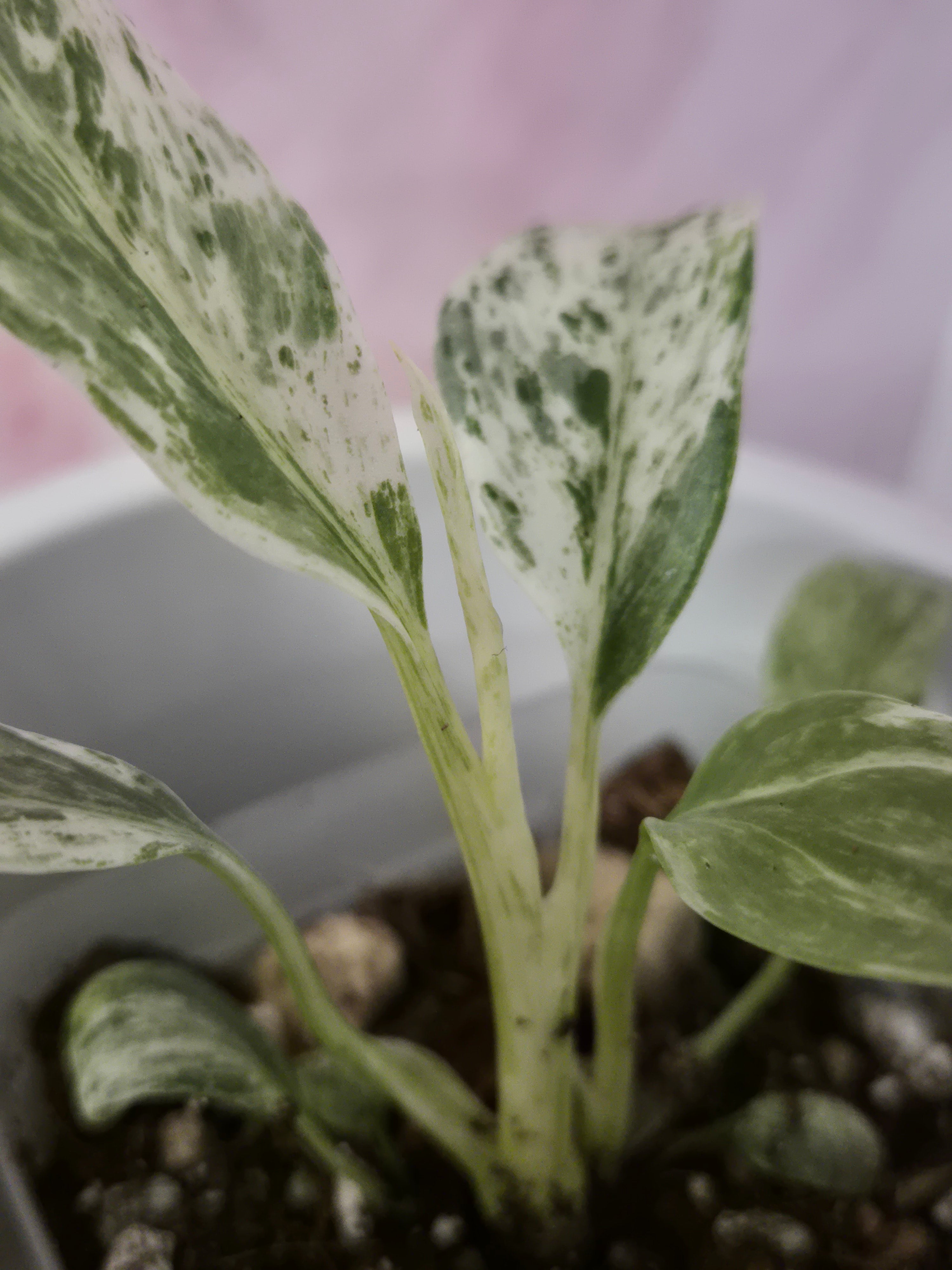 Rhaphidophora Puberula Variegata #14