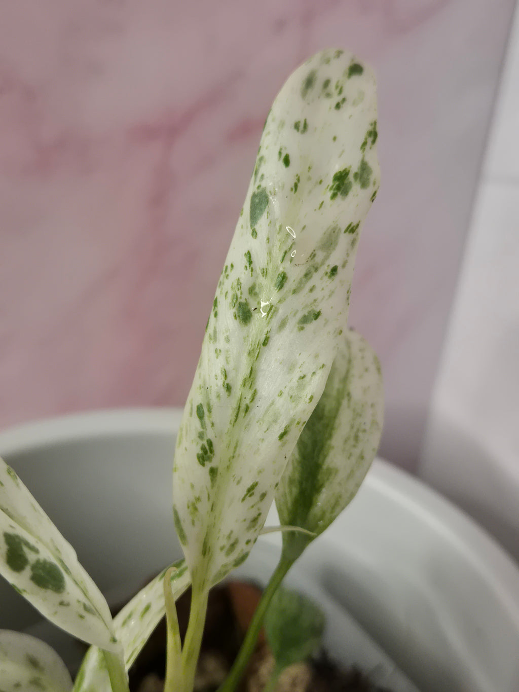 Rhaphidophora Puberula Variegata #3