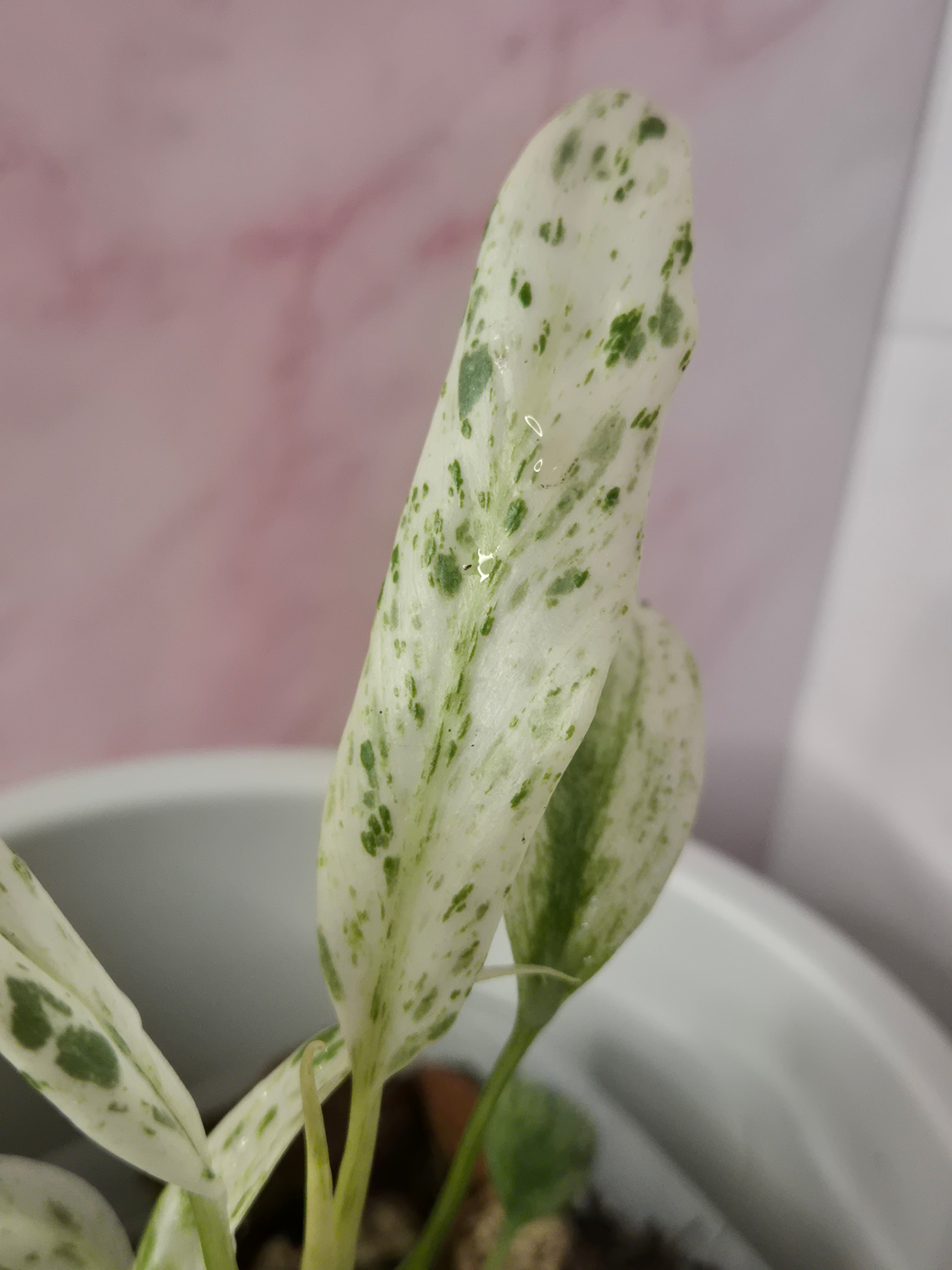 Rhaphidophora Puberula Variegata #3