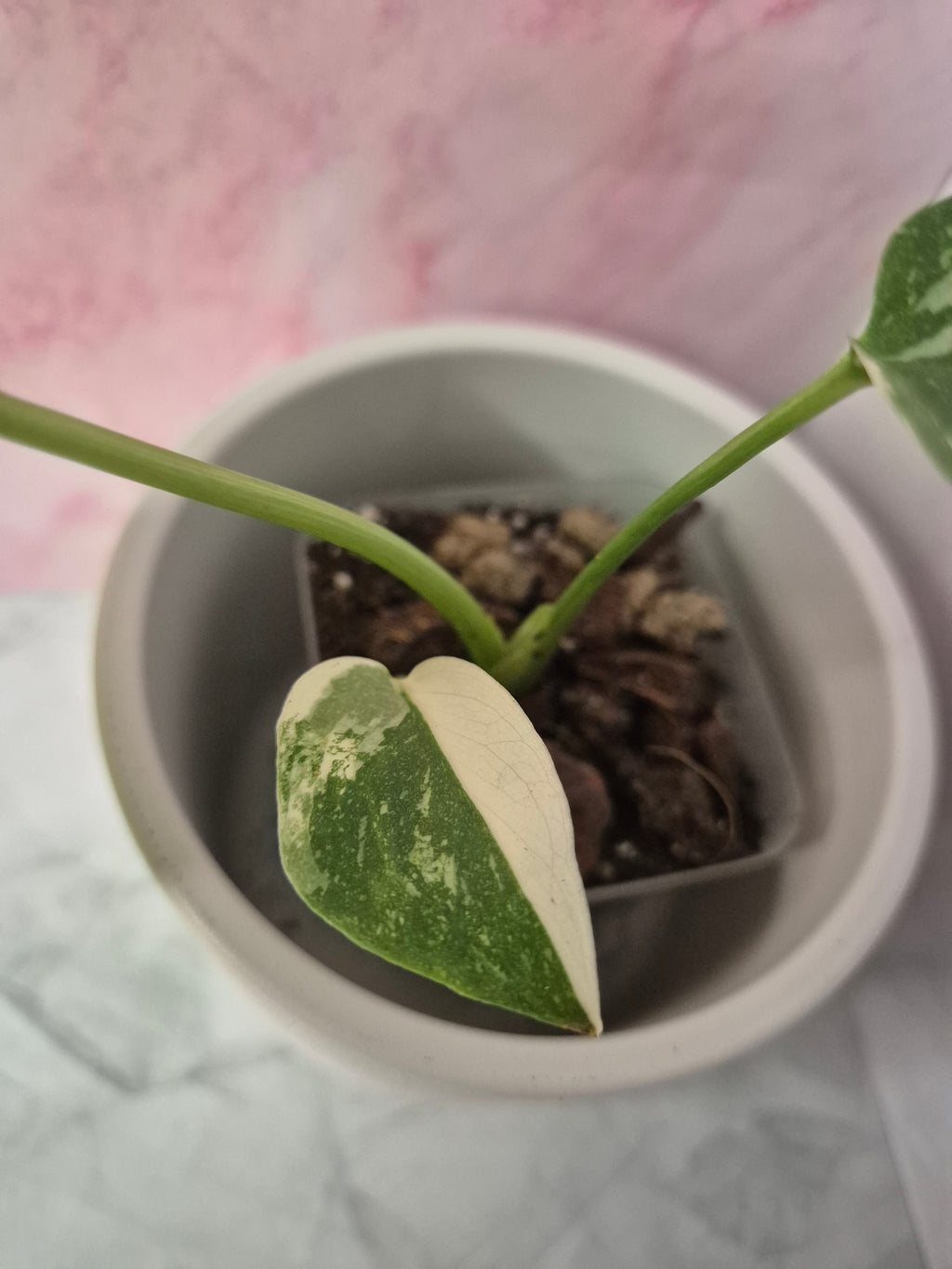 Monstera Thai Constellation #19