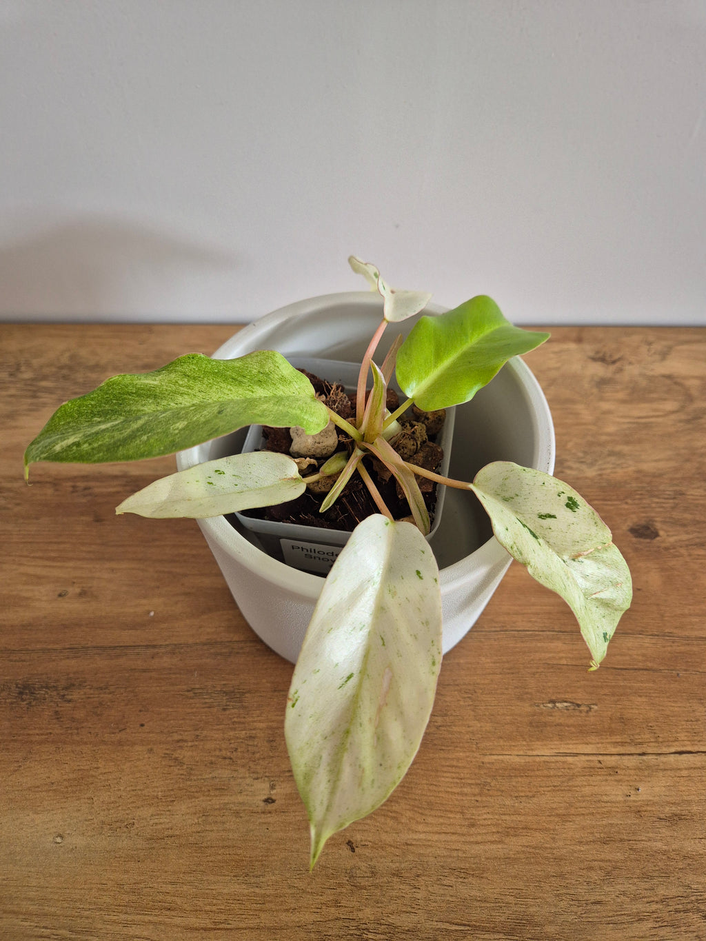 Philodendron Snowdrift #2