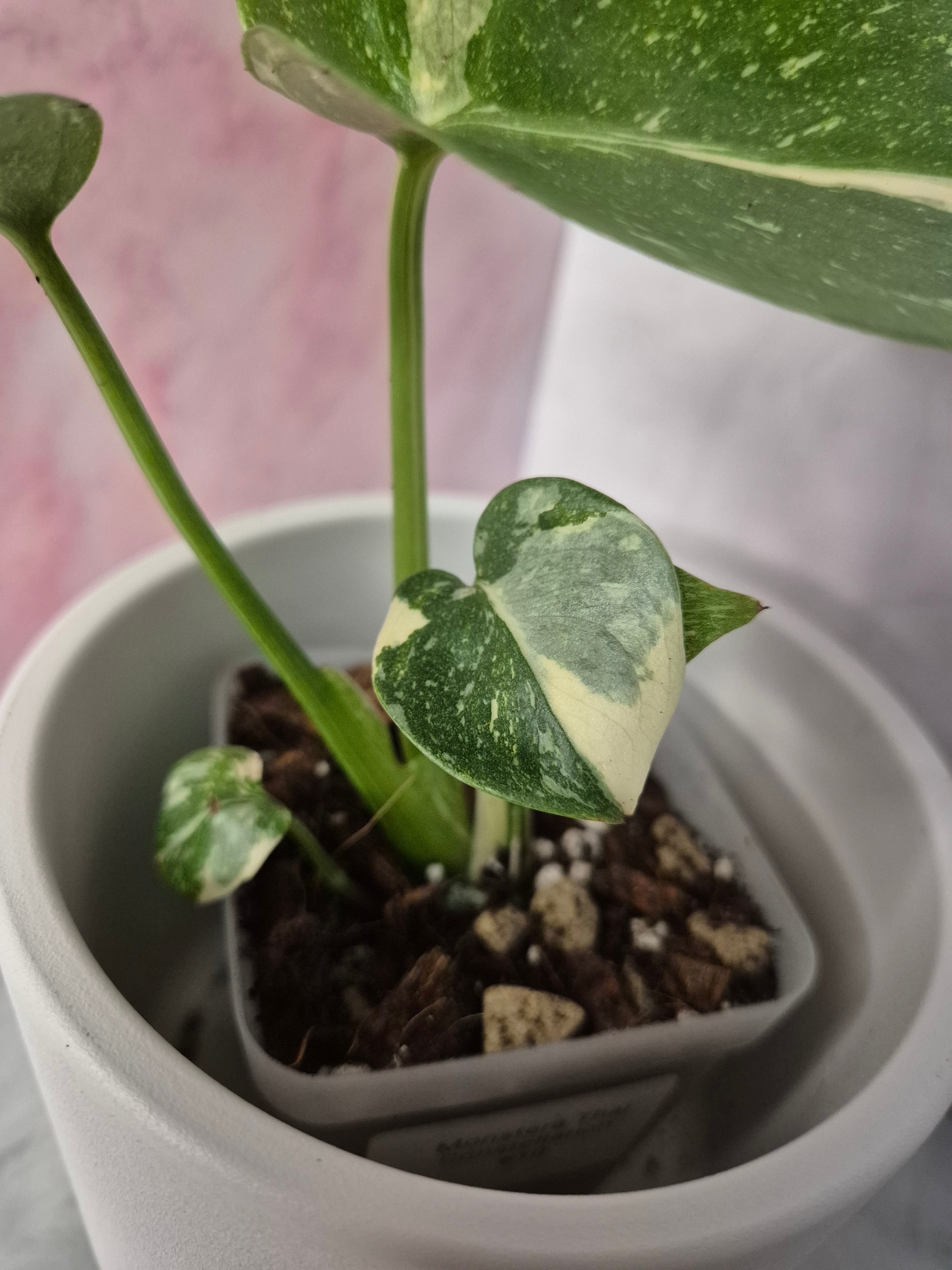 Monstera Thai Constellation #10