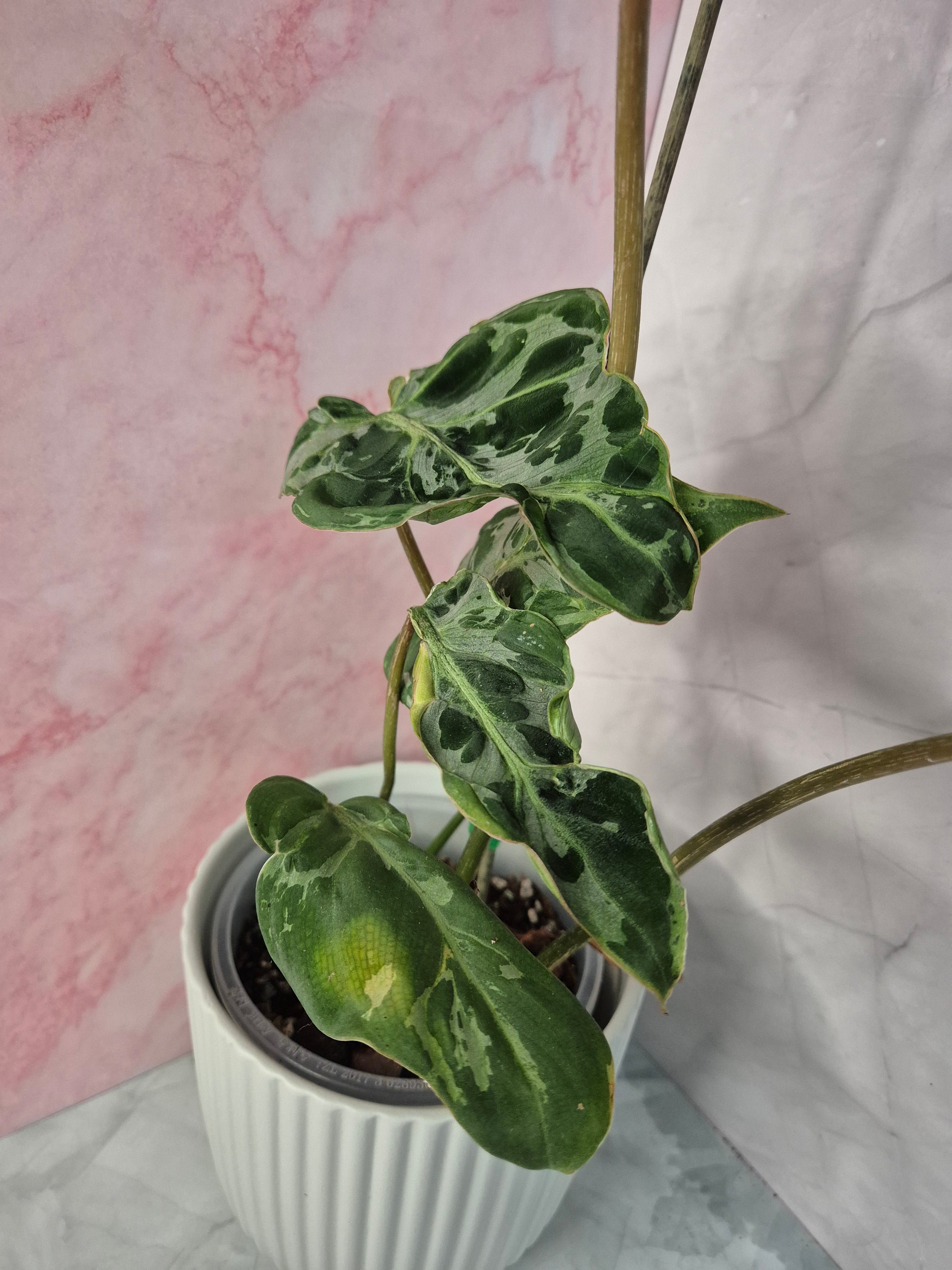 Philodendron Gloriosum Snow Leopard #2
