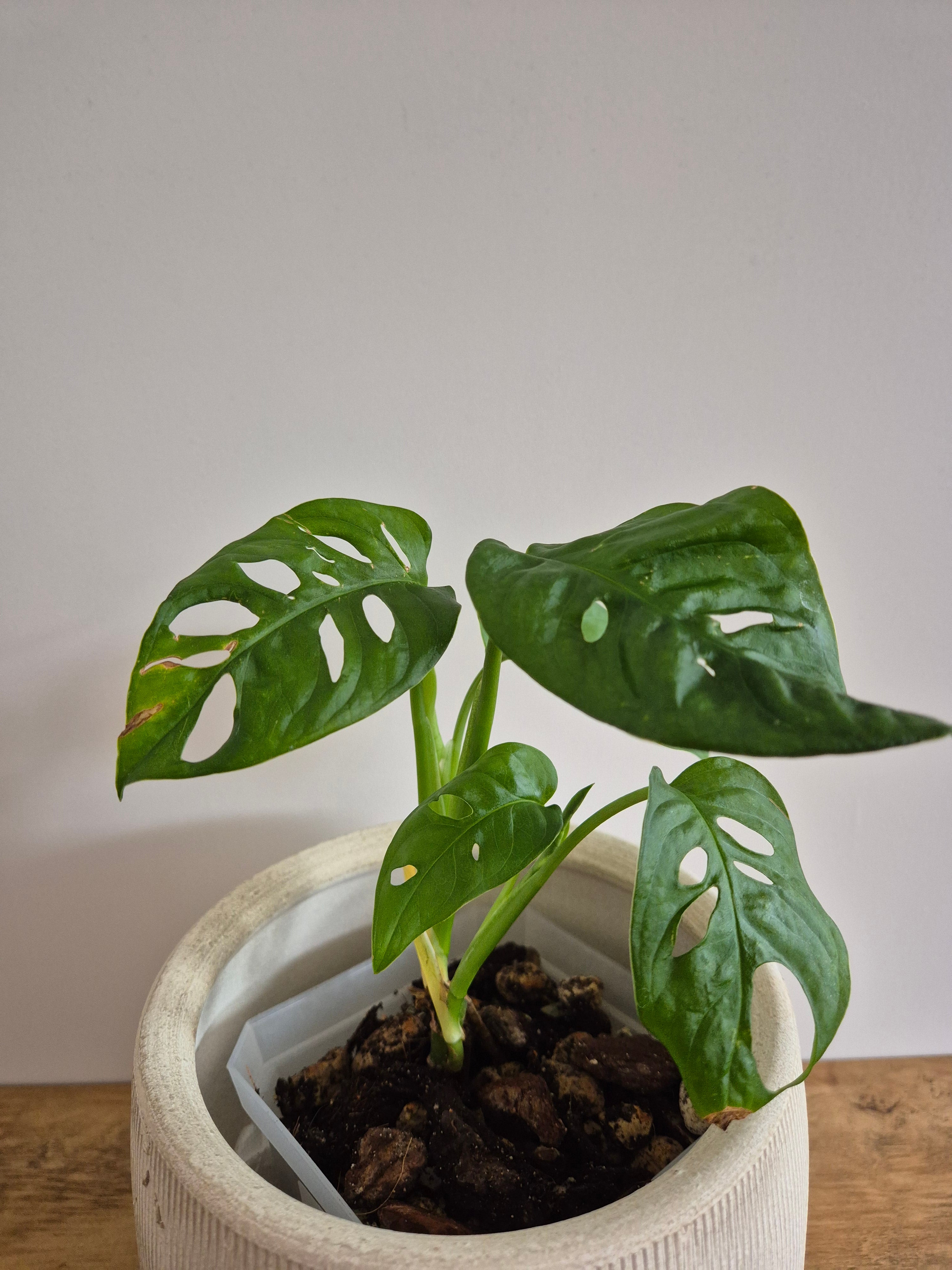 Monstera Adansonii #2