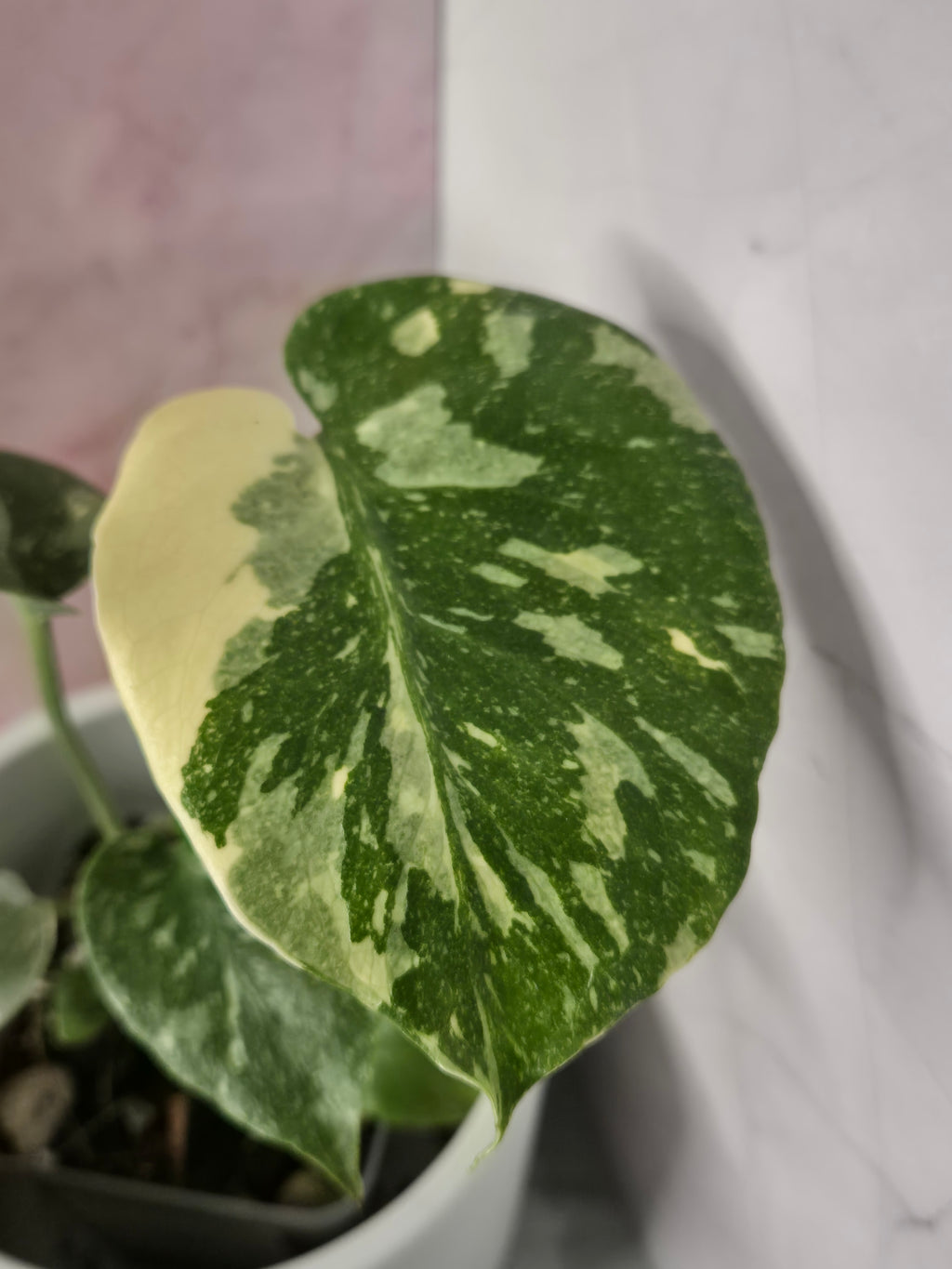 Monstera Thai Constellation #23