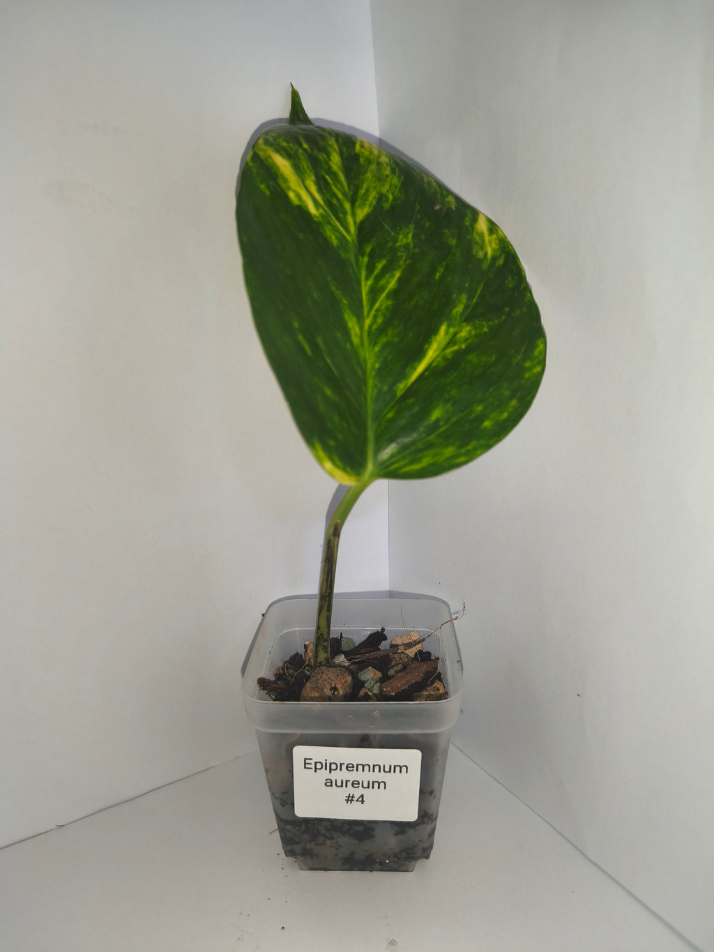 Epipremnum aureum #4