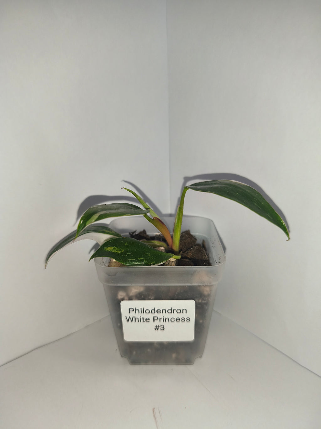 Philodendron White Princess #3