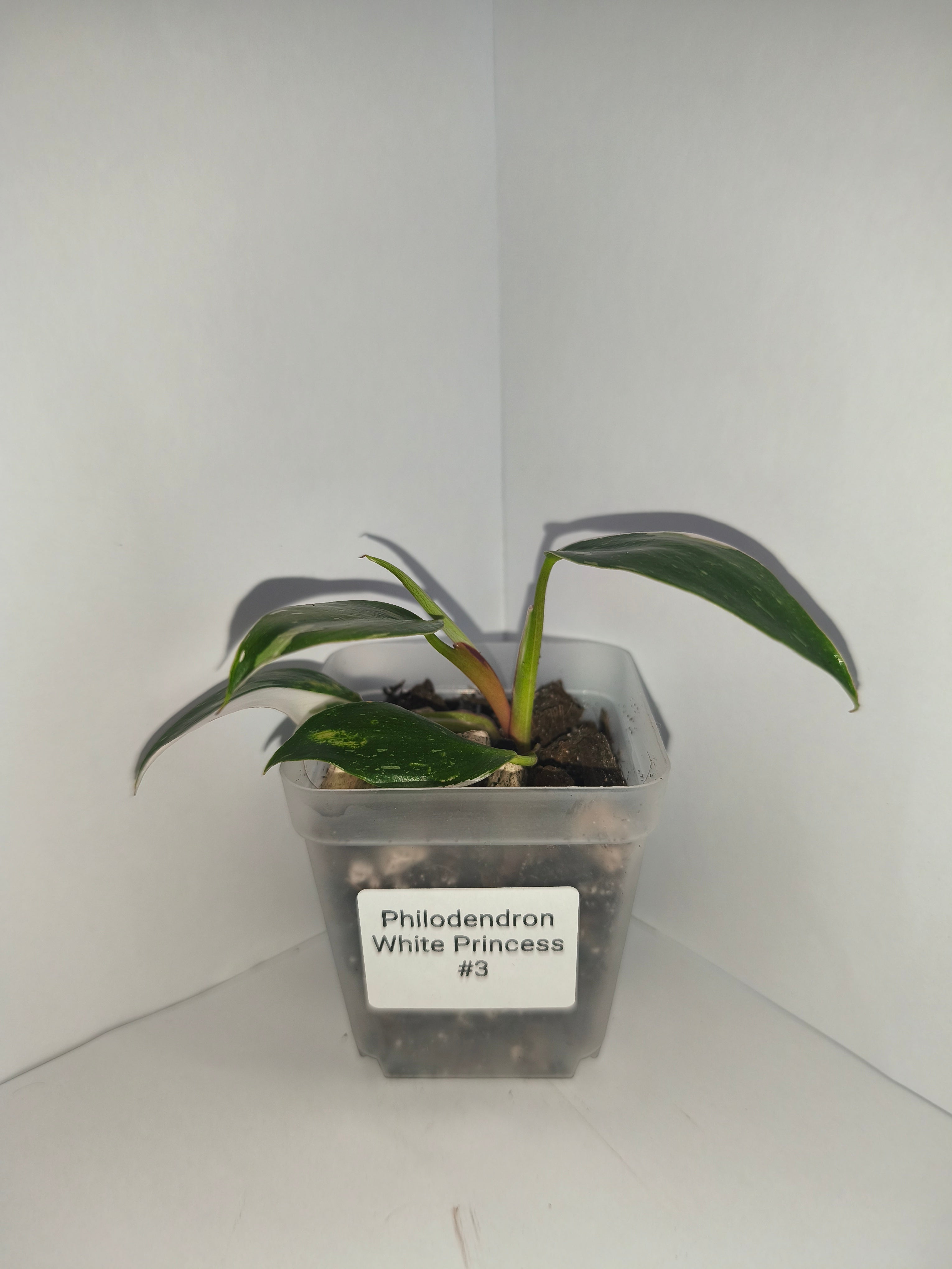Philodendron White Princess #3