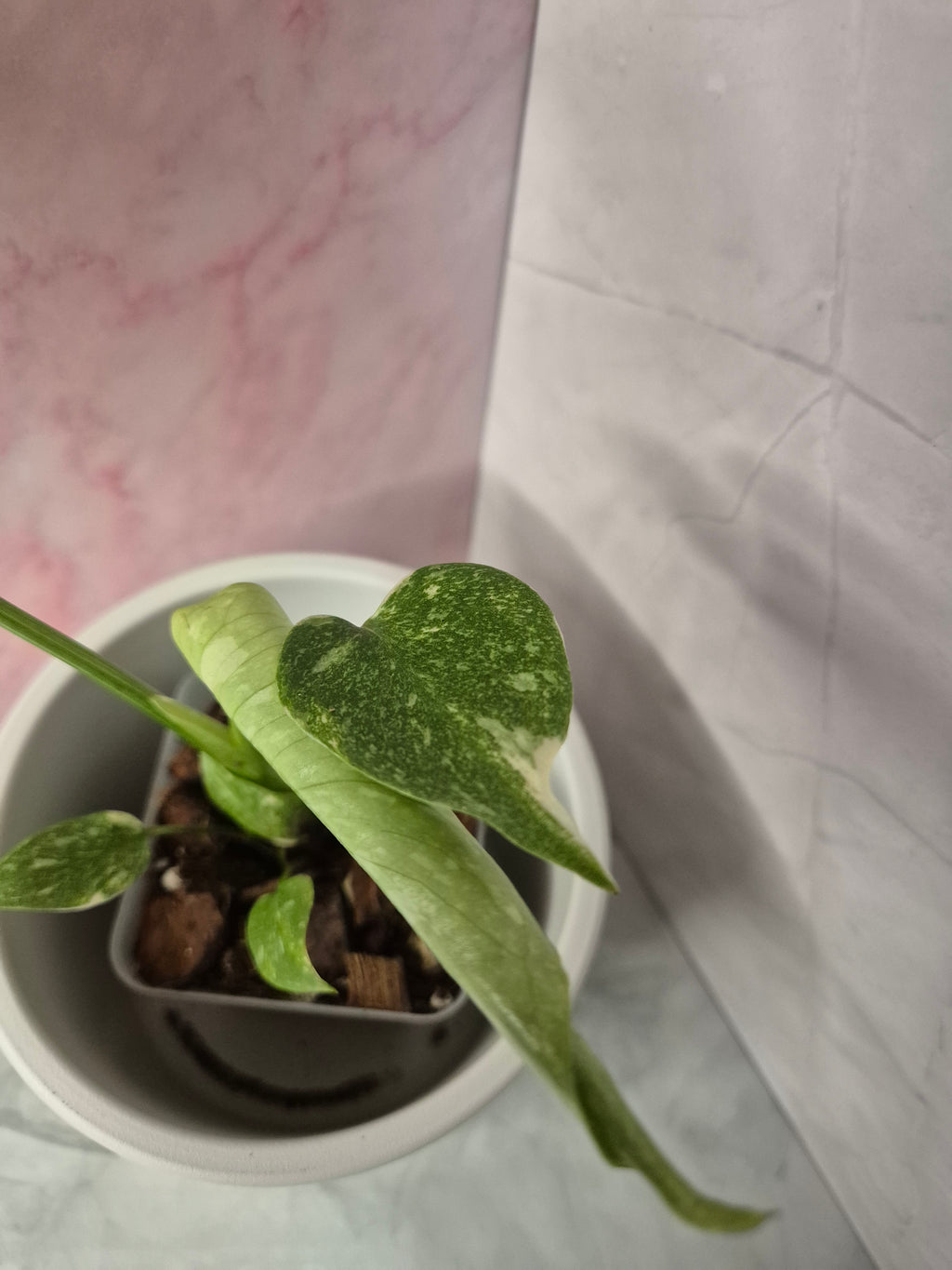 Monstera Thai Constellation #16