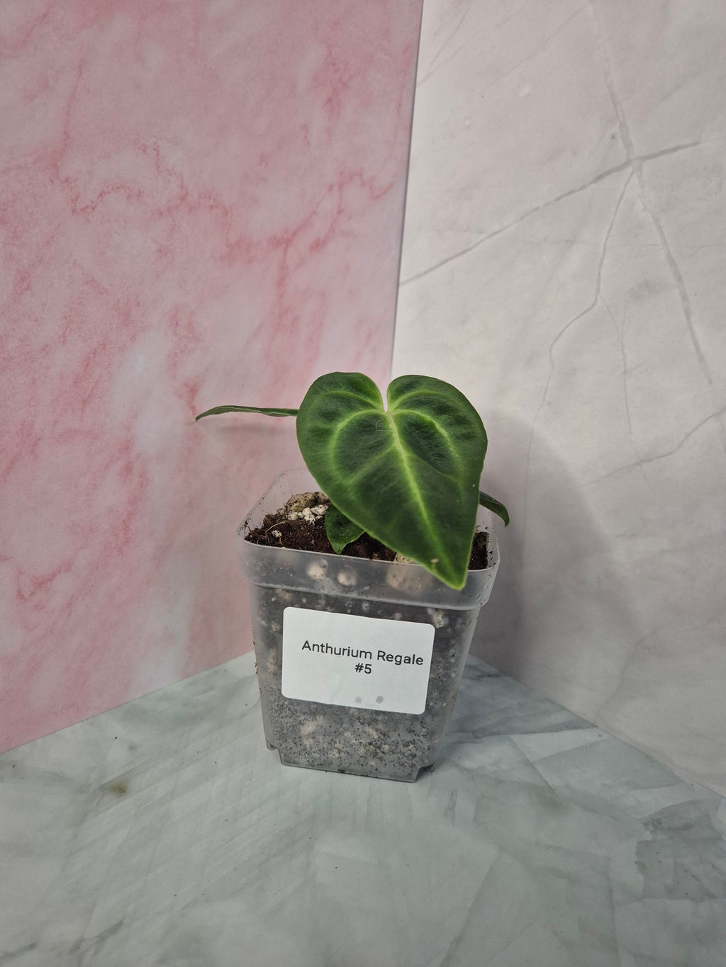 Anthurium Regale #5