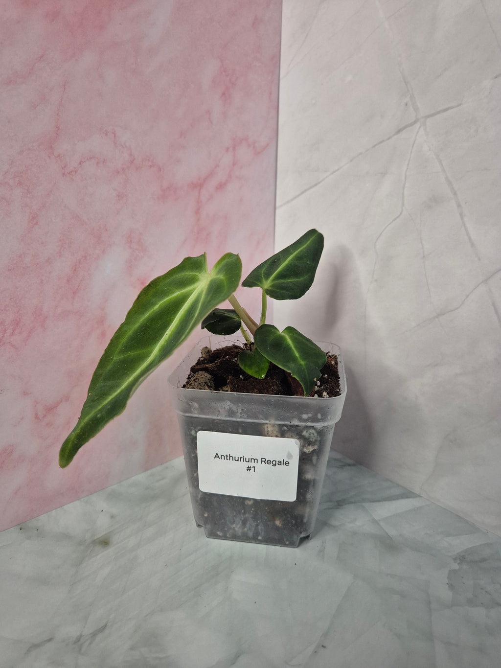 Anthurium Regale #1