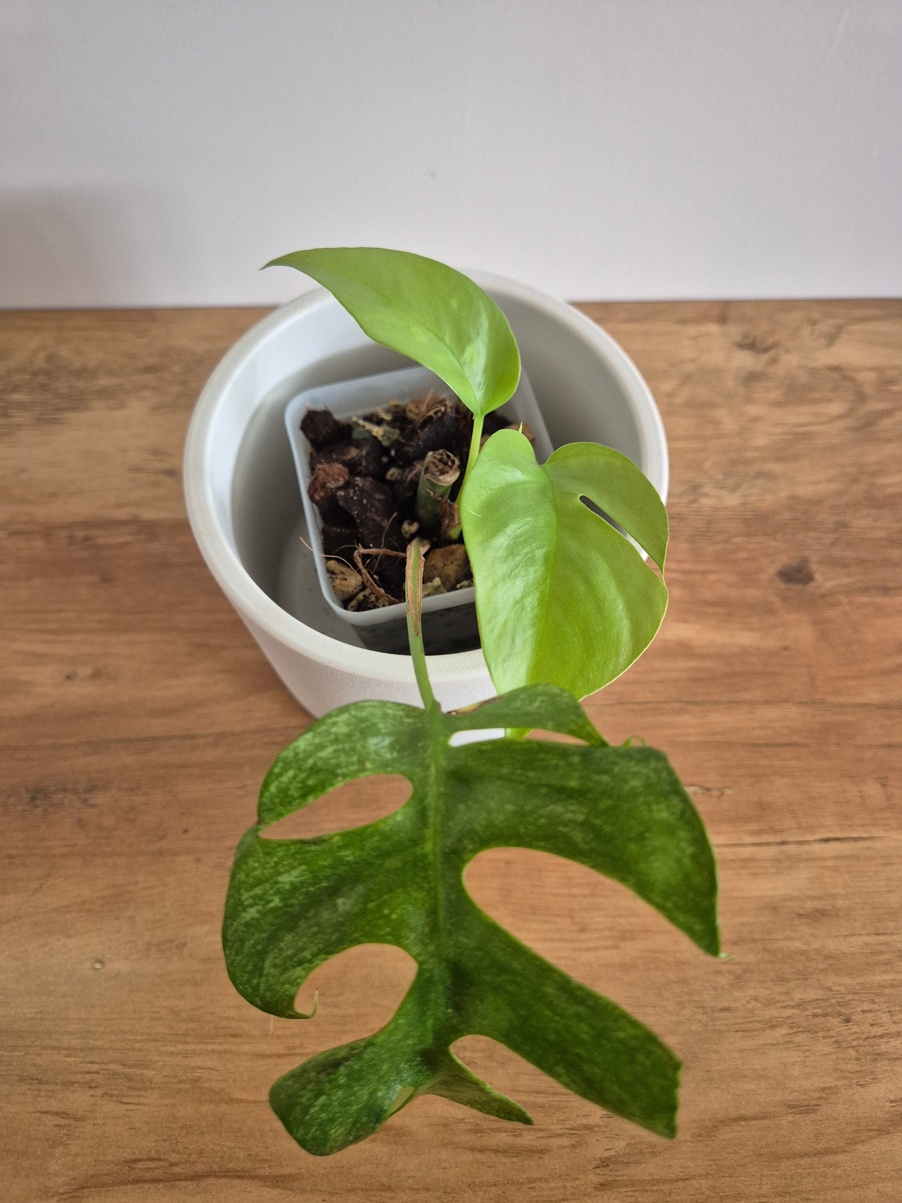 Monstera Minima #2 (Rhaphidophora Tetrasperma)