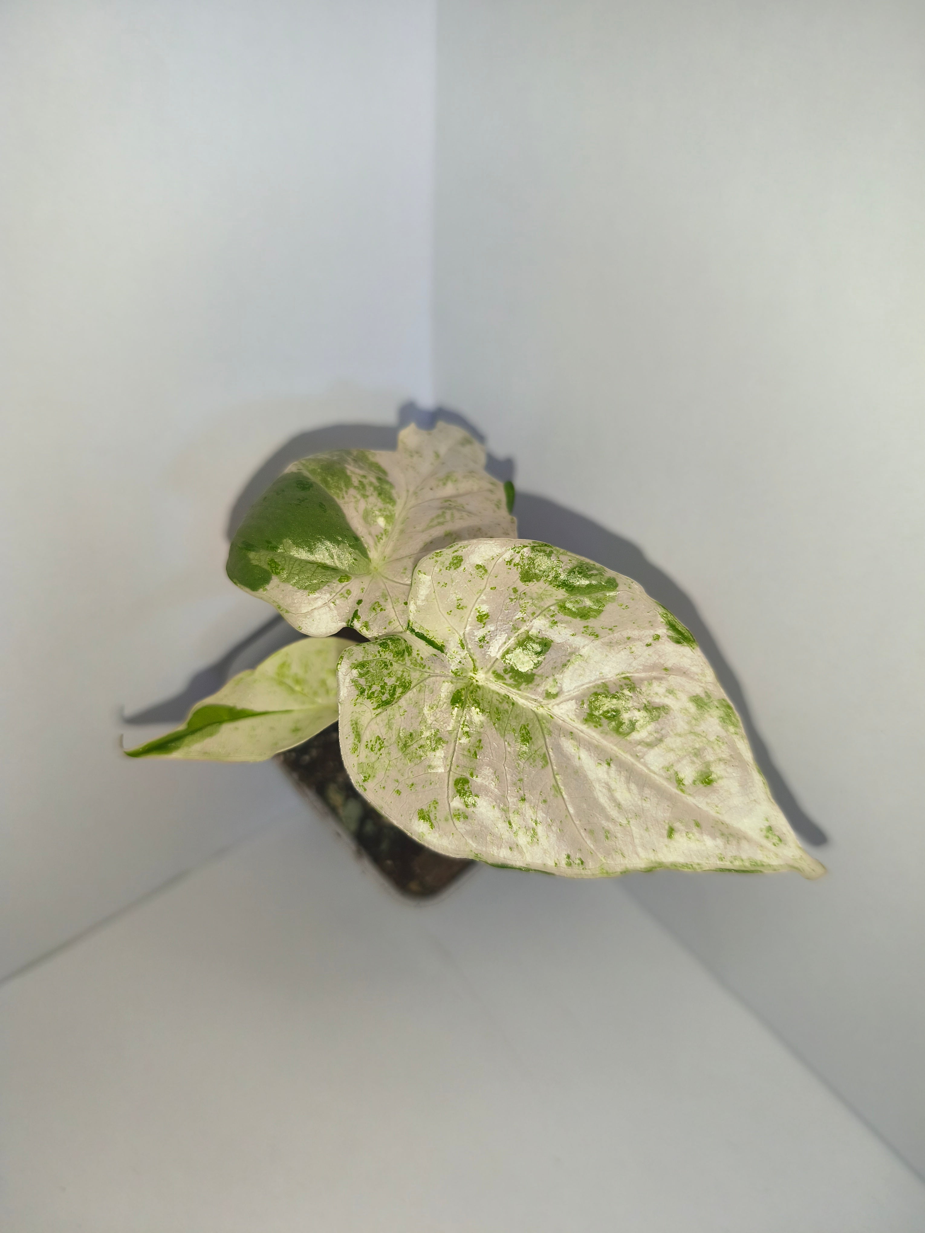 Alocasia Macrorrhiza splash #4