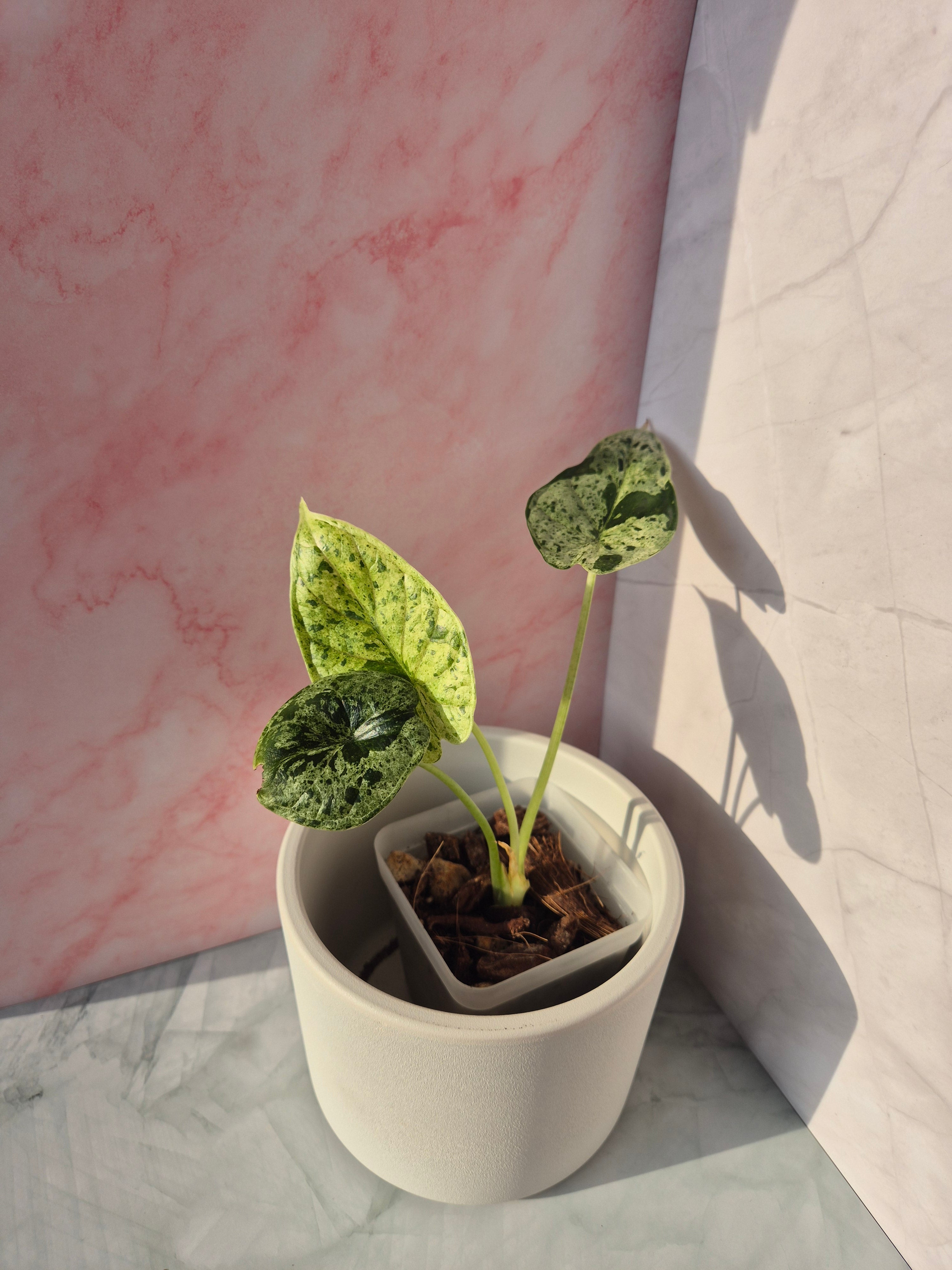 Alocasia Dragon Scale munt #5