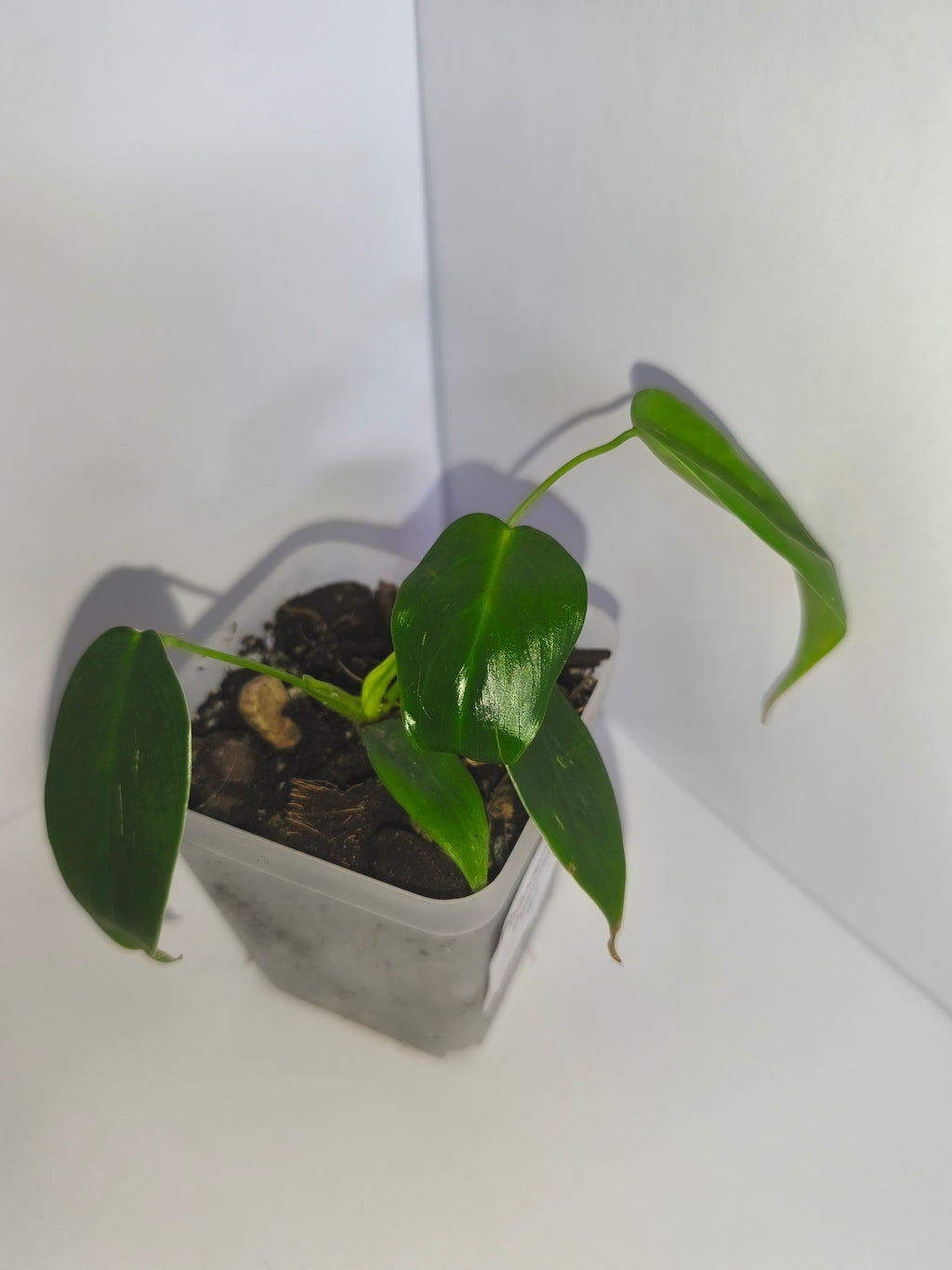 Philodendron Patriciae #1