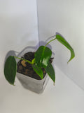 Philodendron Patriciae #1