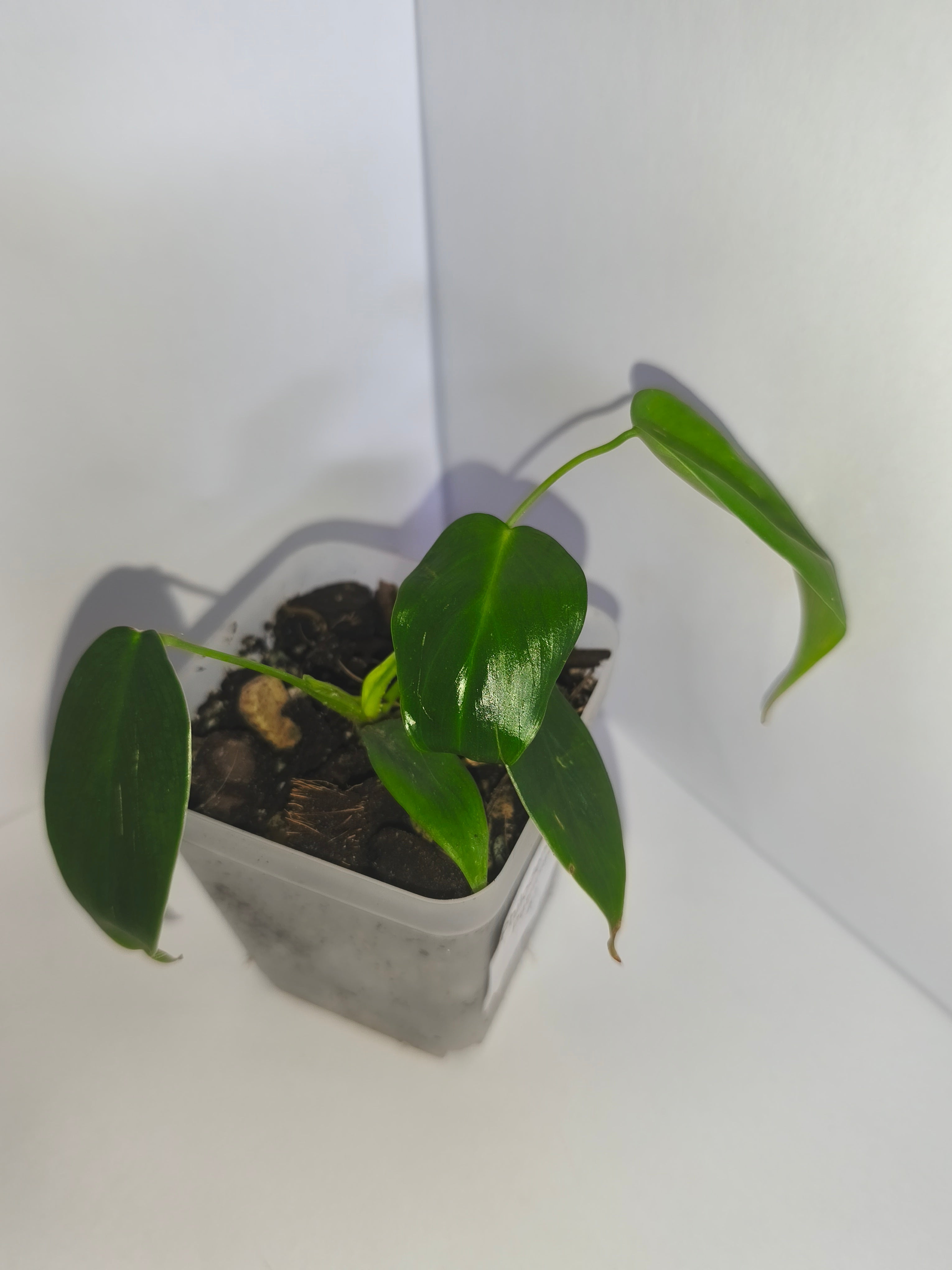 Philodendron Patriciae #1