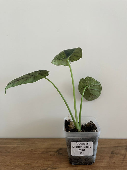 Alocasia Dragon Scale Mint #3