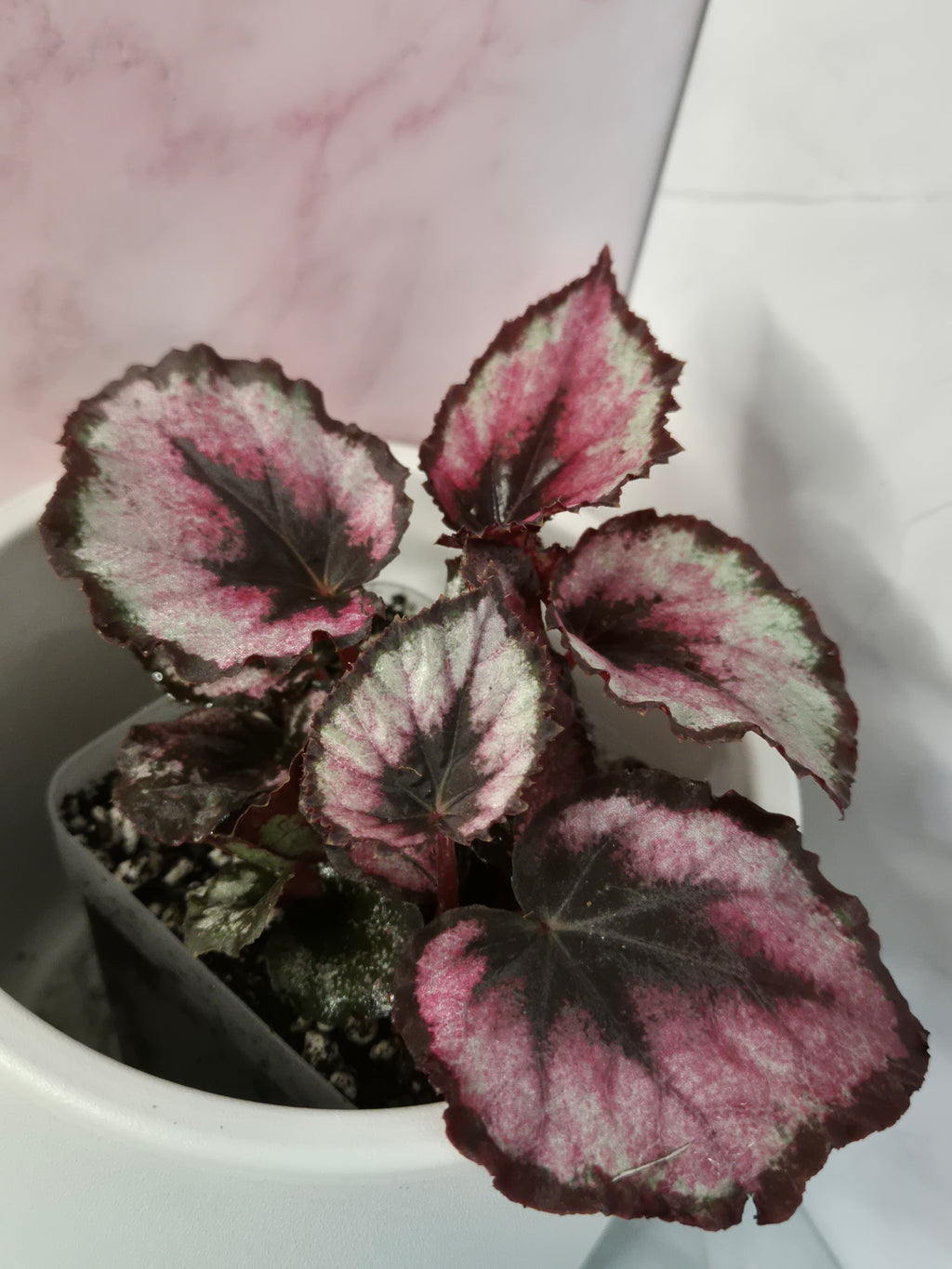 Begonia Red Heart #3