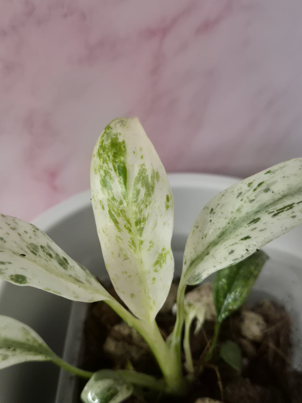Rhaphidophora Puberula Variegata #18