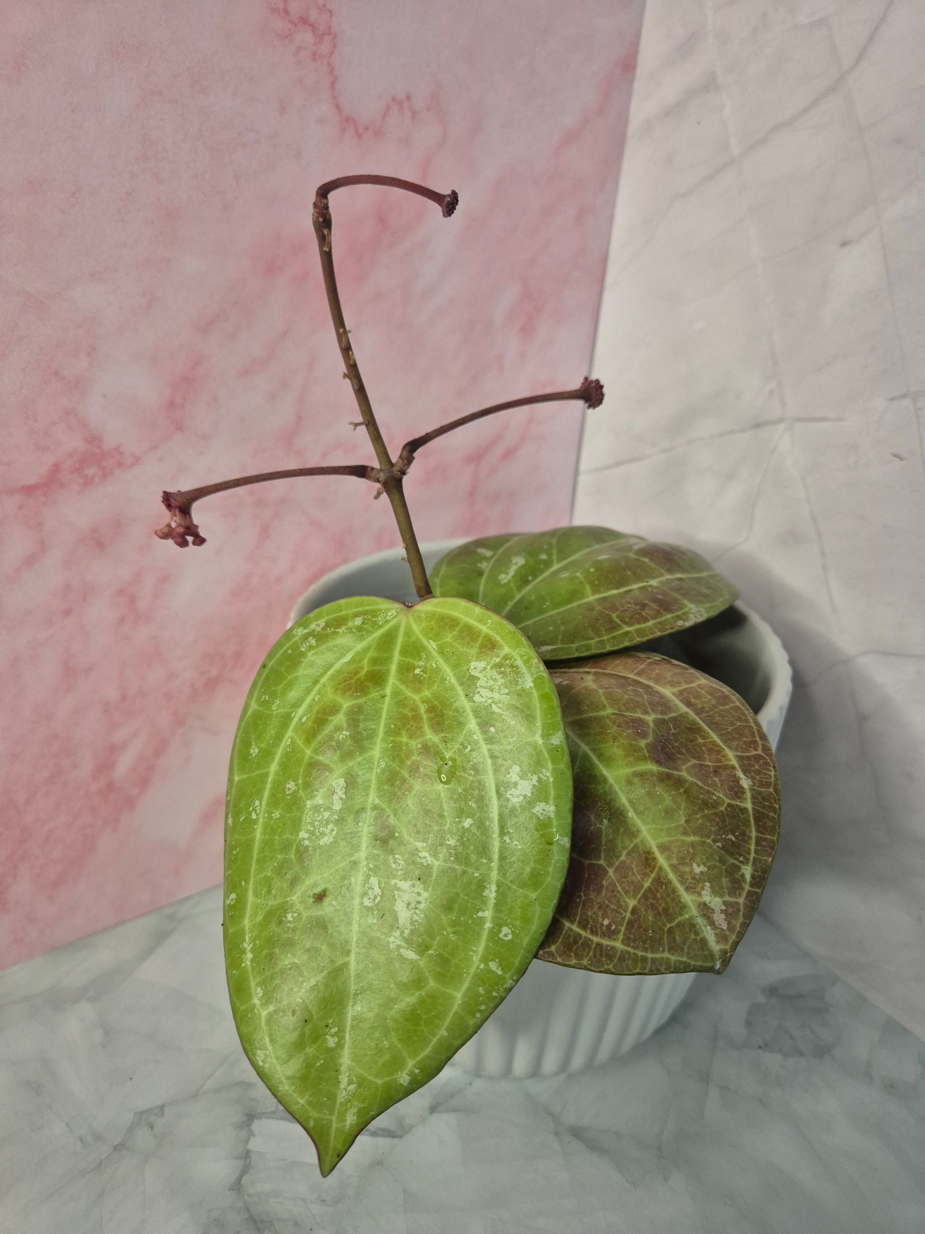 Hoya Sarawak Cream #4