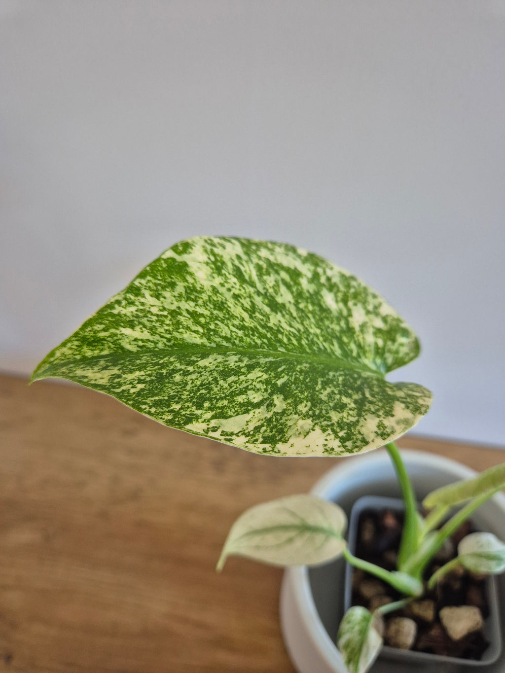 Monstera mint #1