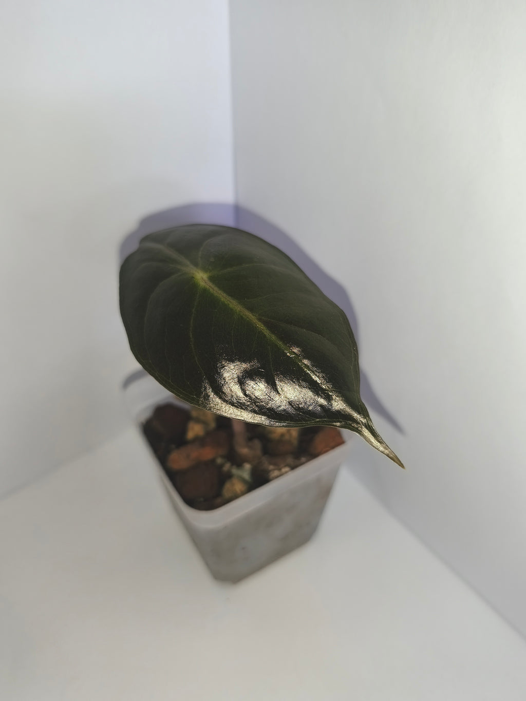 Alocasia Pink Dragon #1