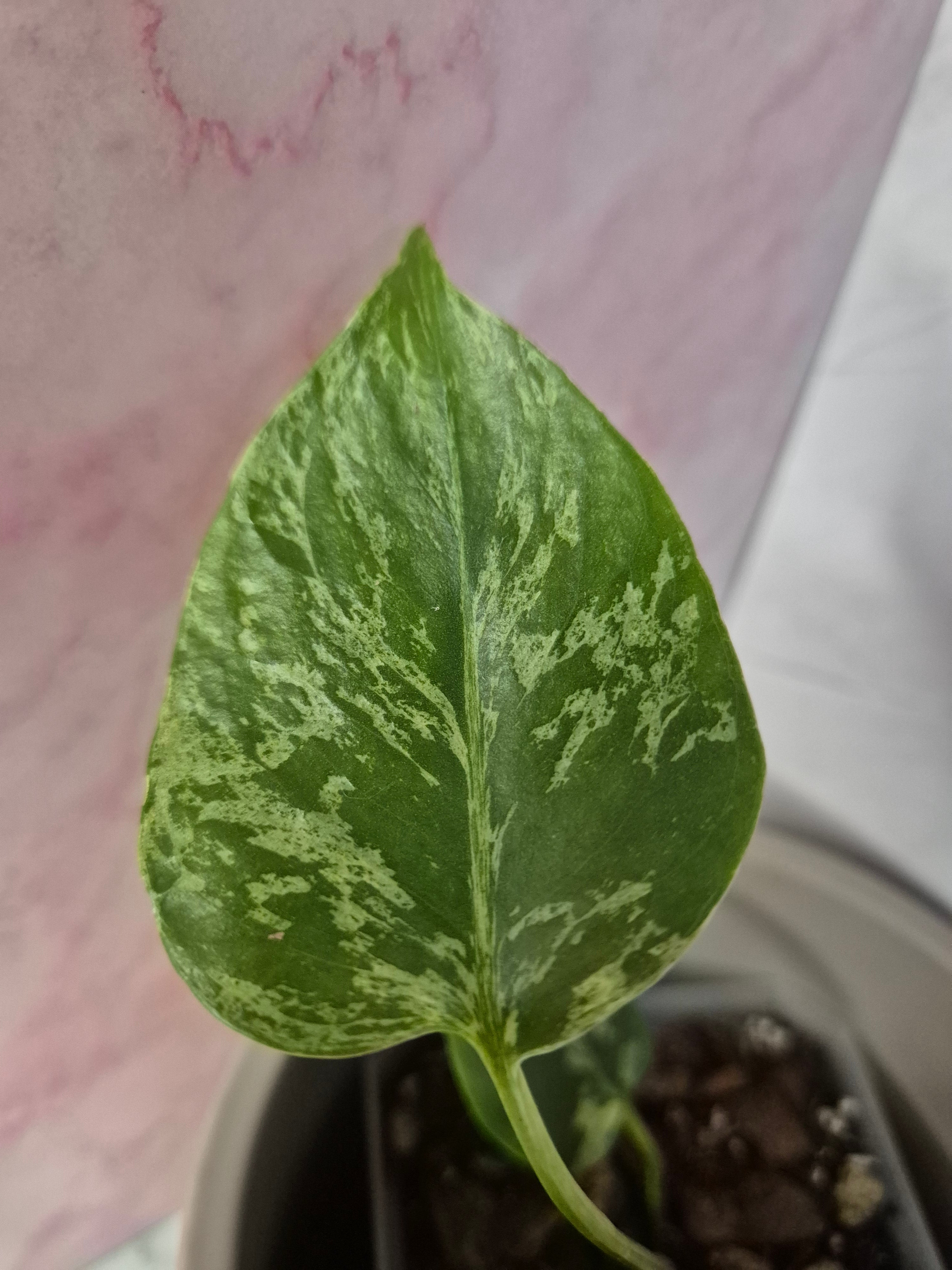 Monstera Deliciosa Bulbasaur #3