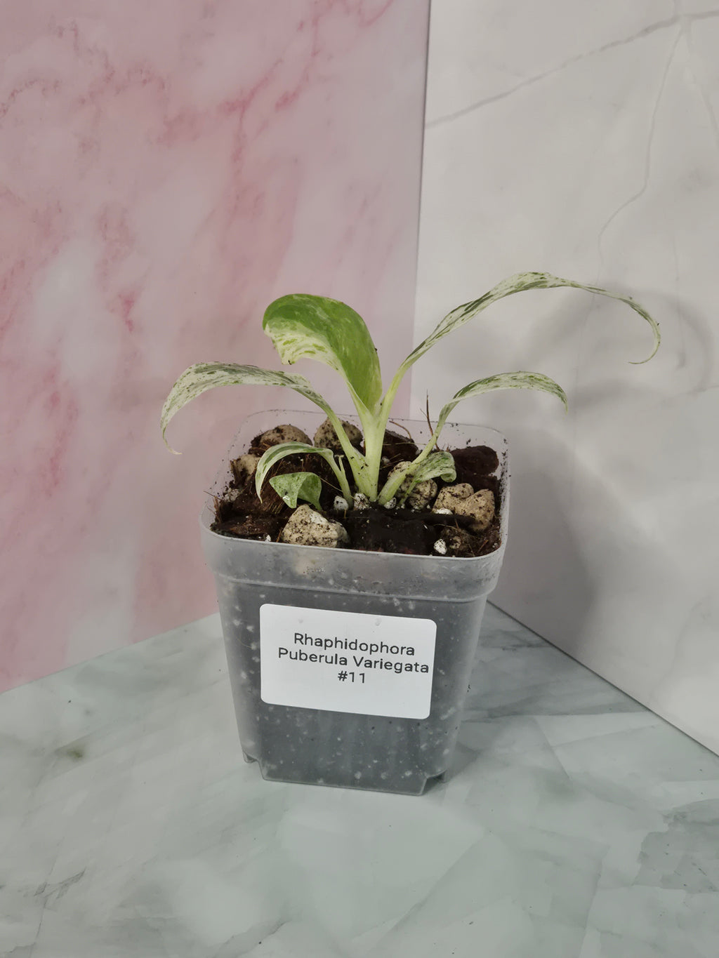 Rhaphidophora Puberula Variegata #11