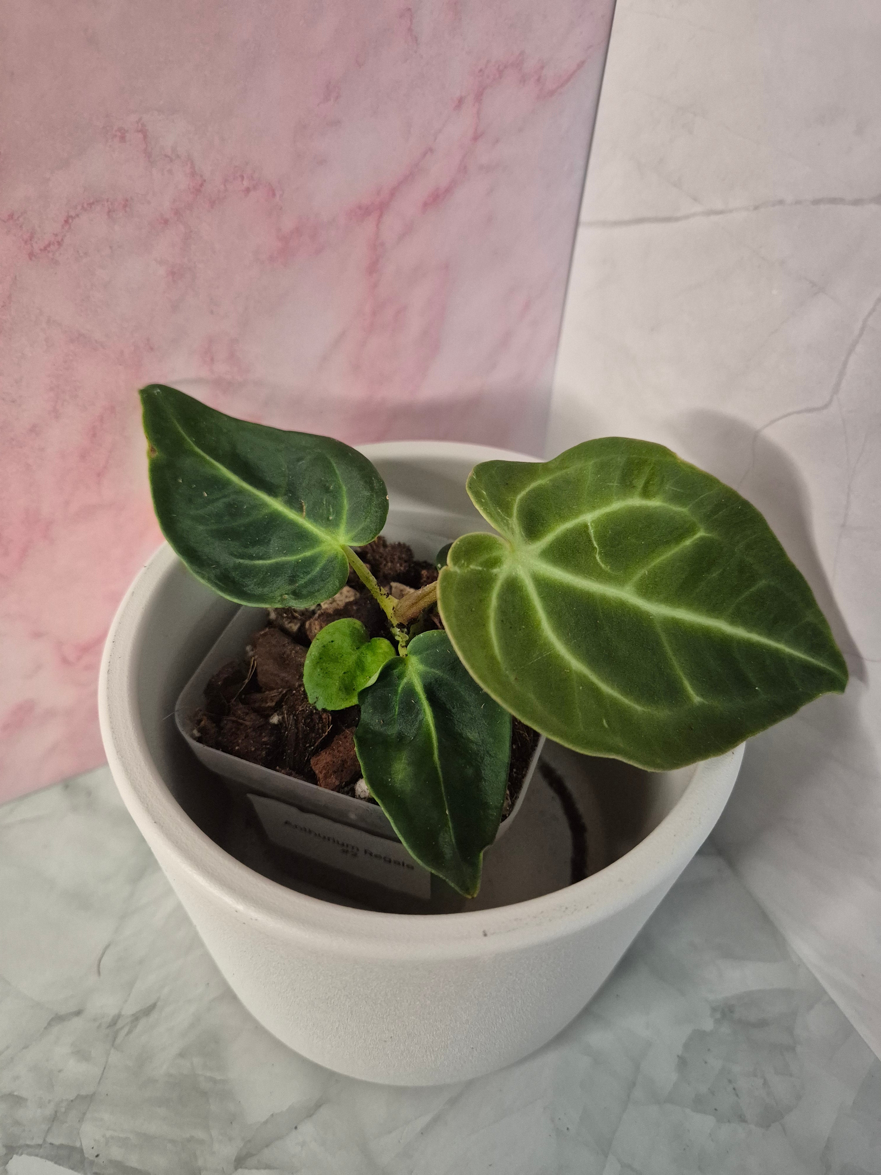 Anthurium Regale #2