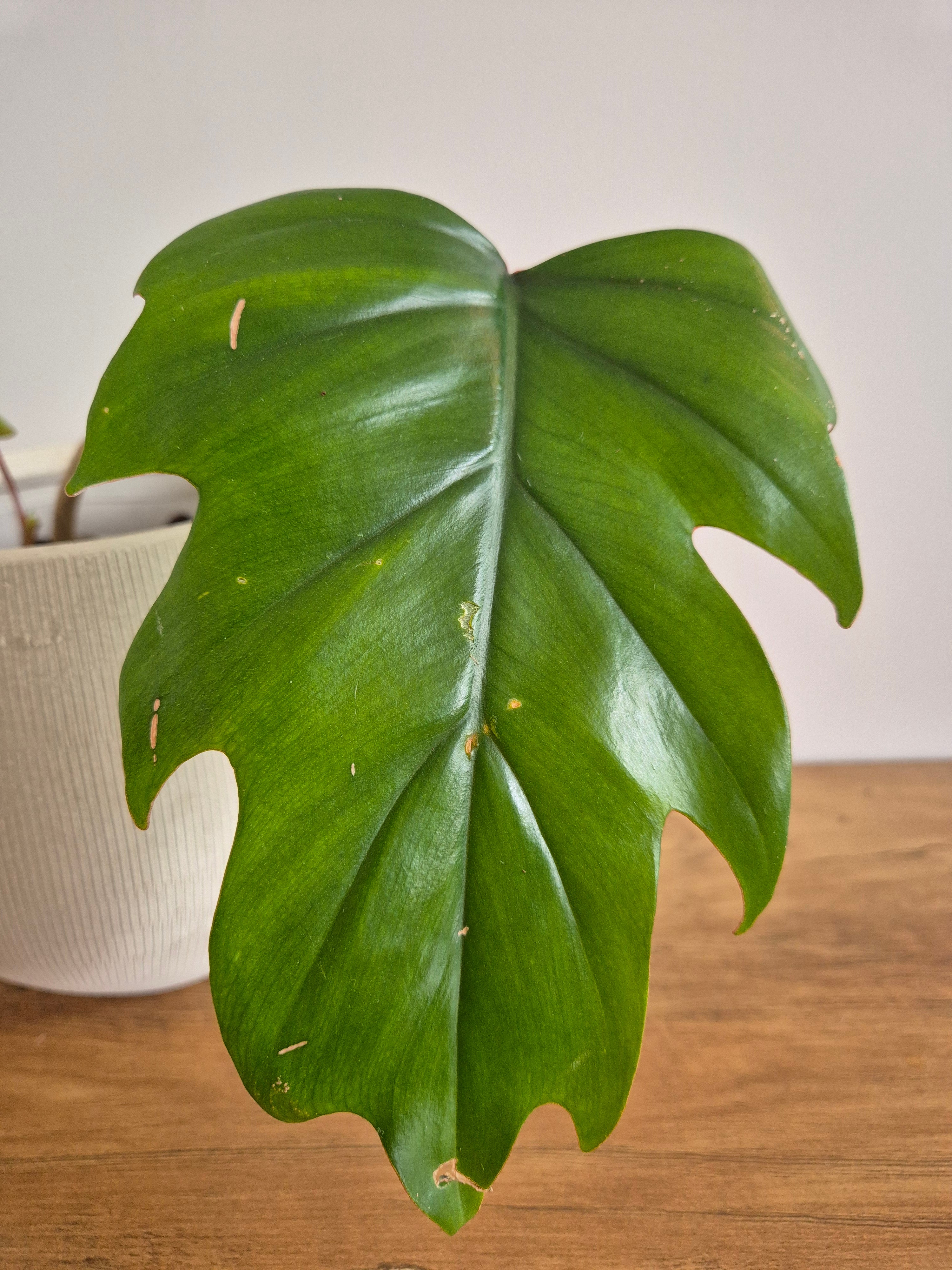 Philodendron Mayoi #1