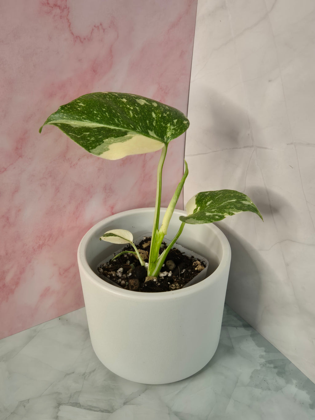 Monstera Thai Constellation #25