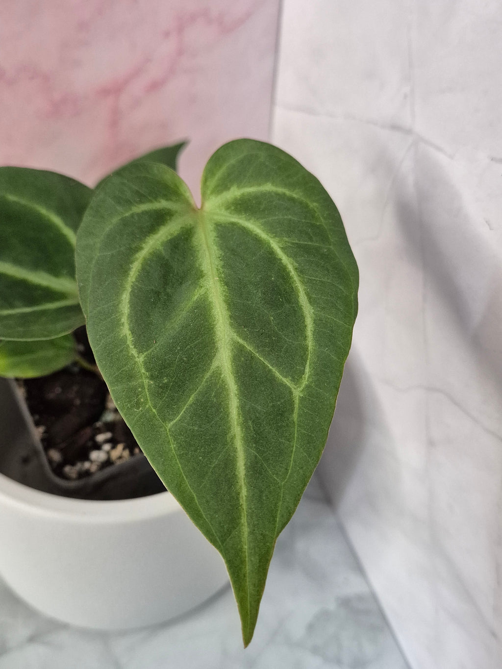 Anthurium Magnificum #1