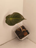 Alocasia Pink Dragon #10