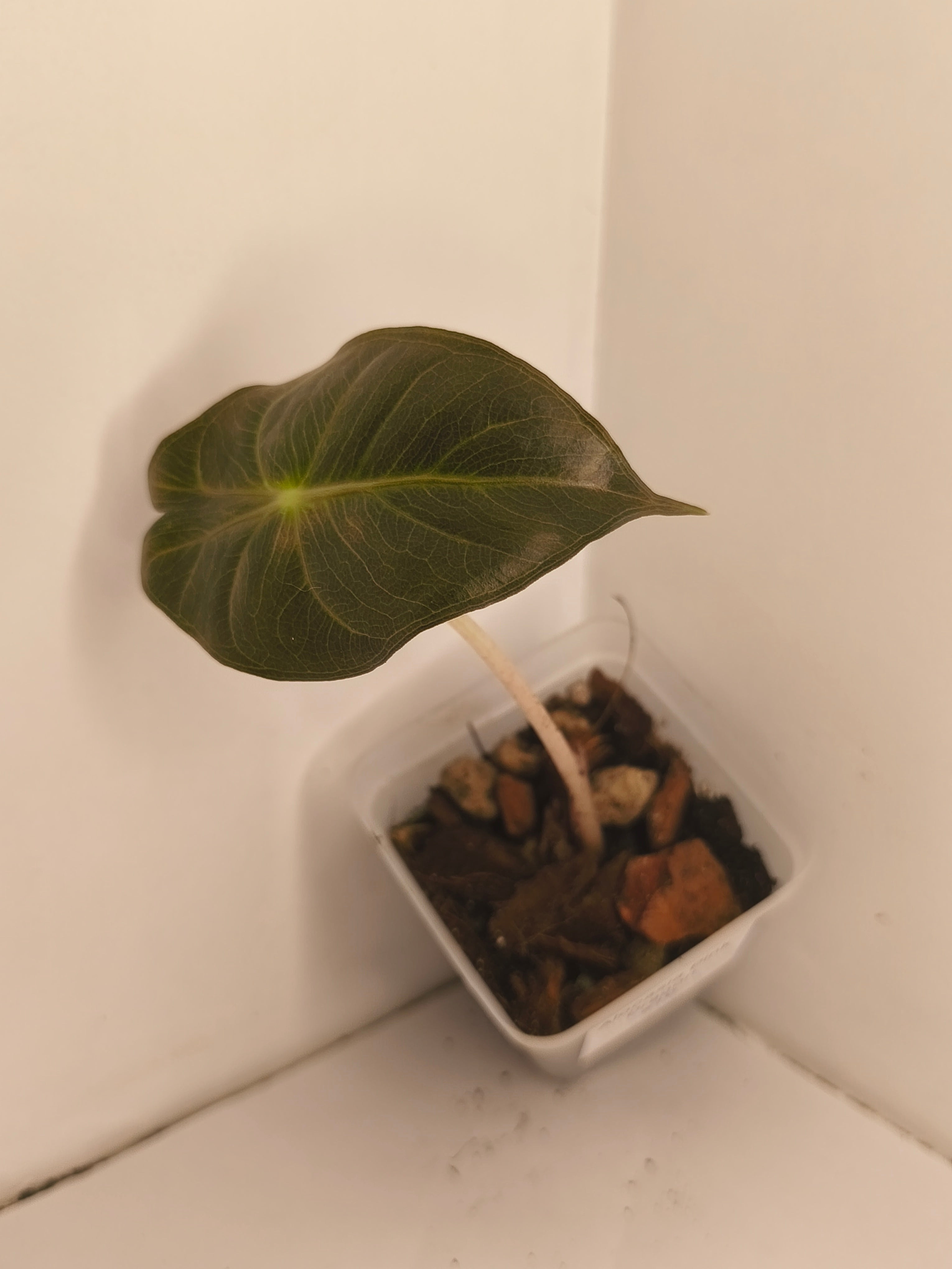 Alocasia Pink Dragon #10